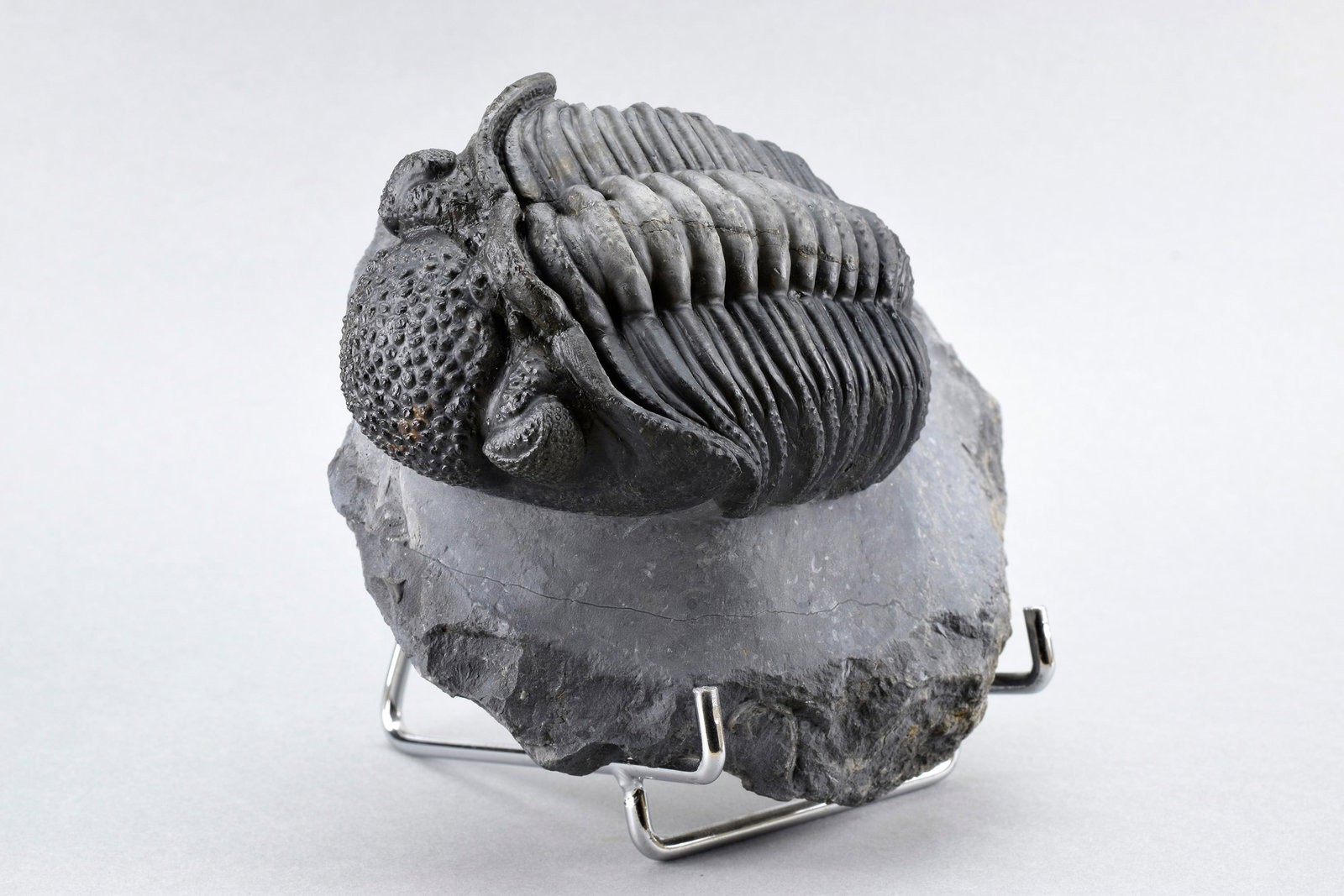Finest trilobite Drotops megalomanicus - 10