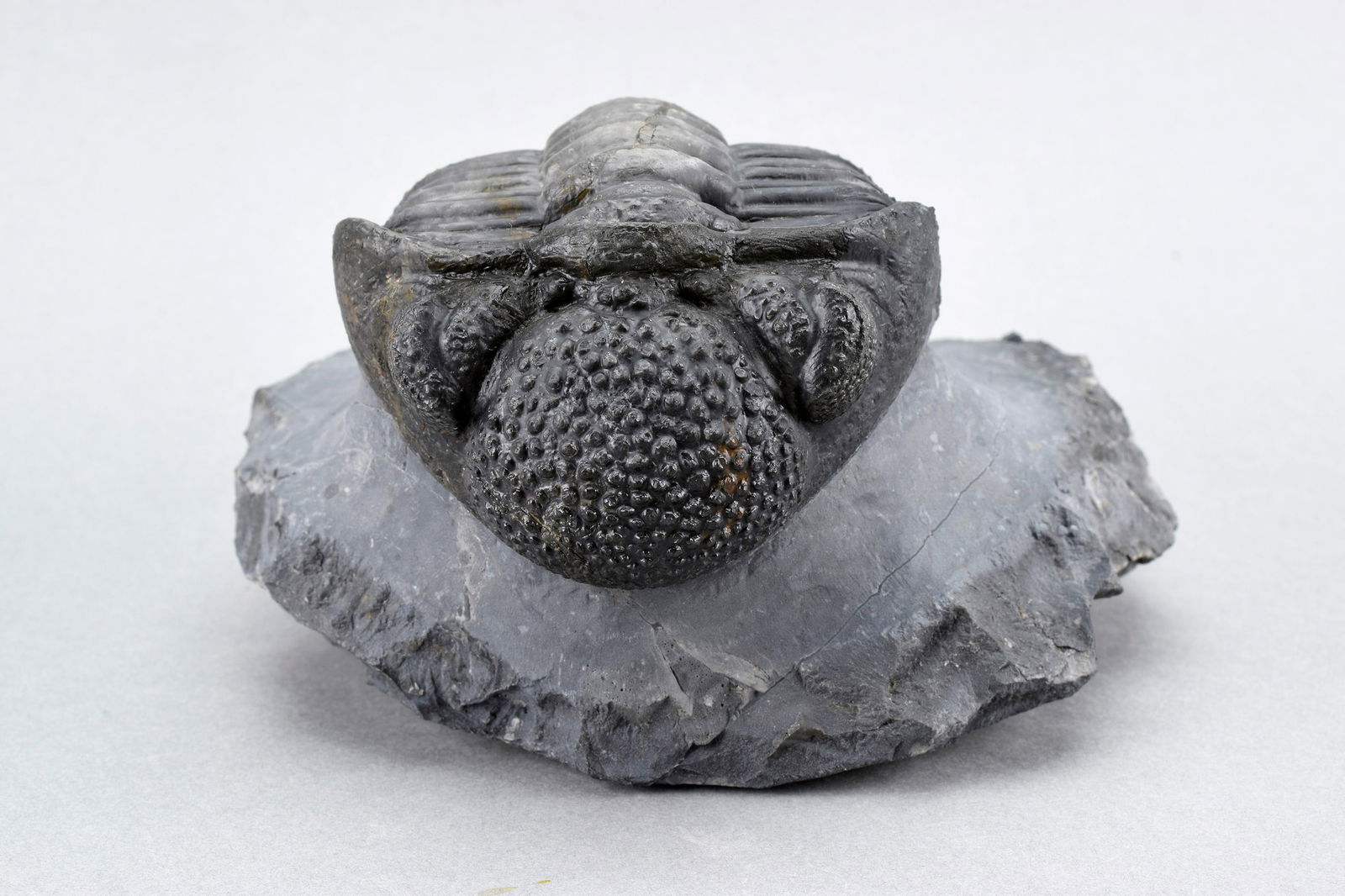 Finest trilobite Drotops megalomanicus - 2