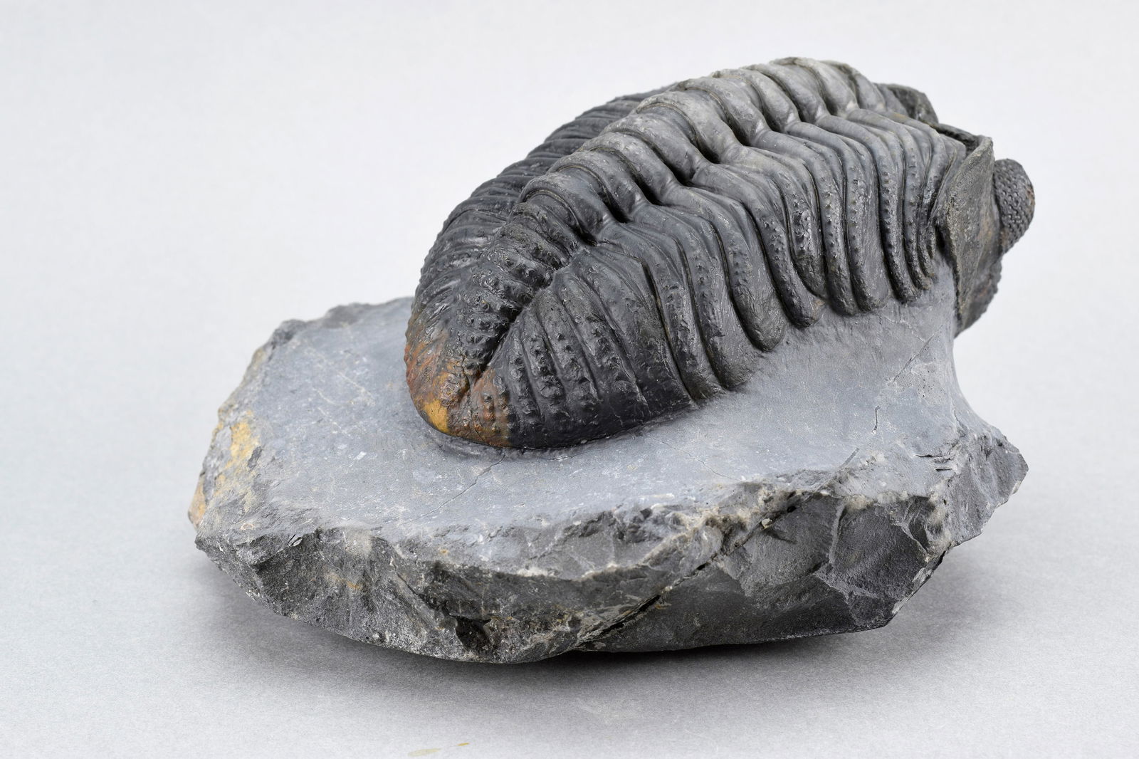 Finest trilobite Drotops megalomanicus - 5