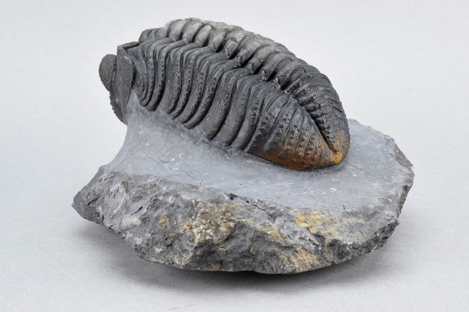 Finest trilobite Drotops megalomanicus - 7