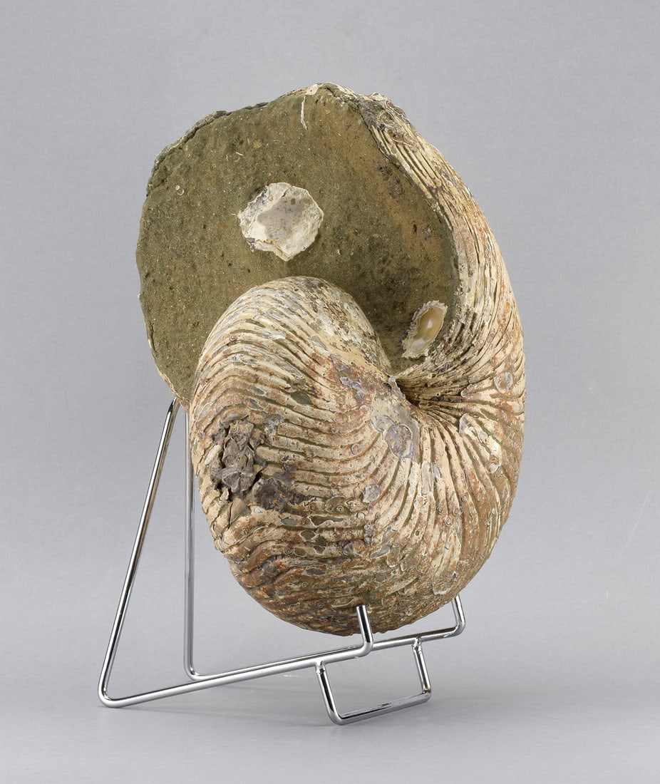 Large Nautilid - Cymatoceras sakalavus - 3