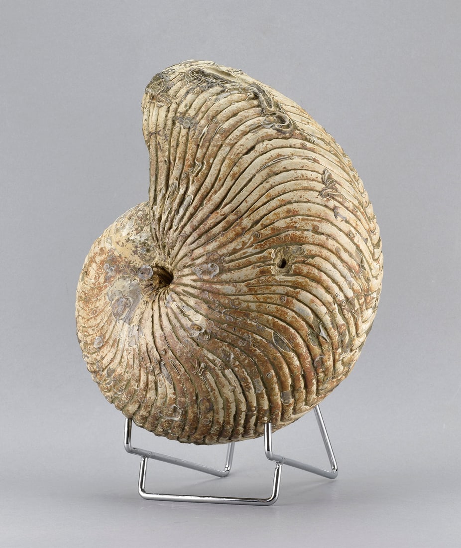 Large Nautilid - Cymatoceras sakalavus - 4