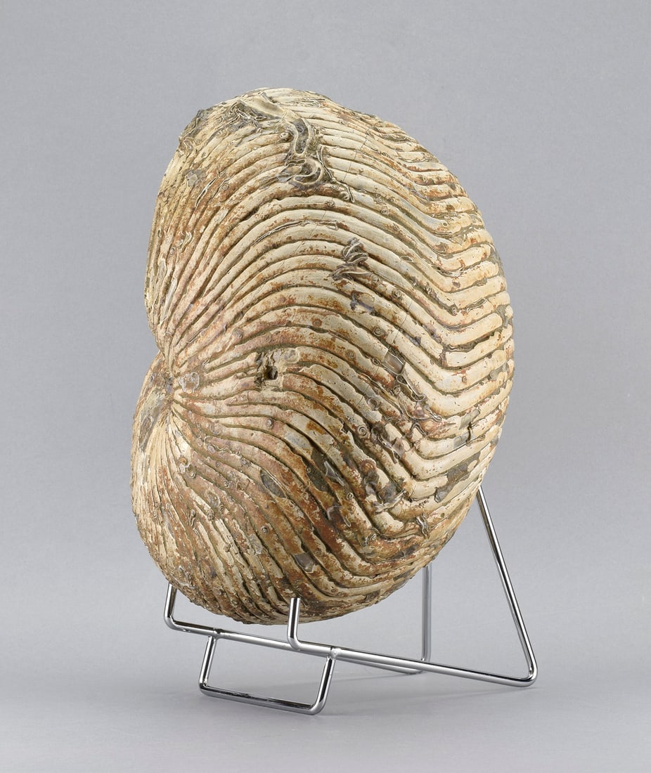 Large Nautilid - Cymatoceras sakalavus - 5