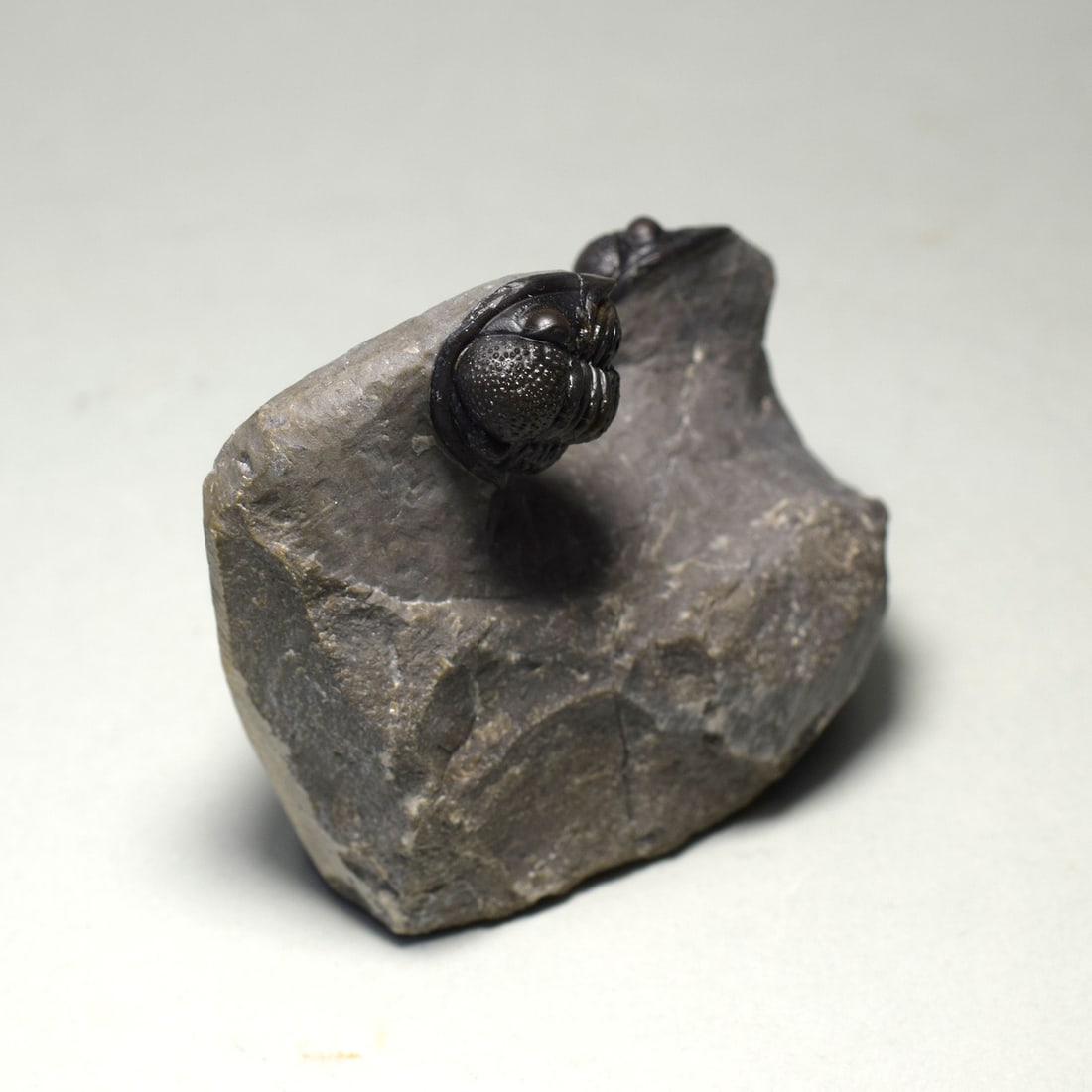 Beautiful trilobite duo of Gerastos sp. - 2