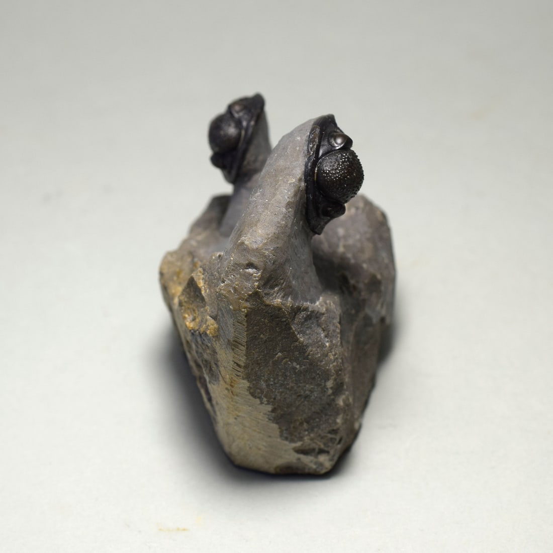 Beautiful trilobite duo of Gerastos sp. - 3