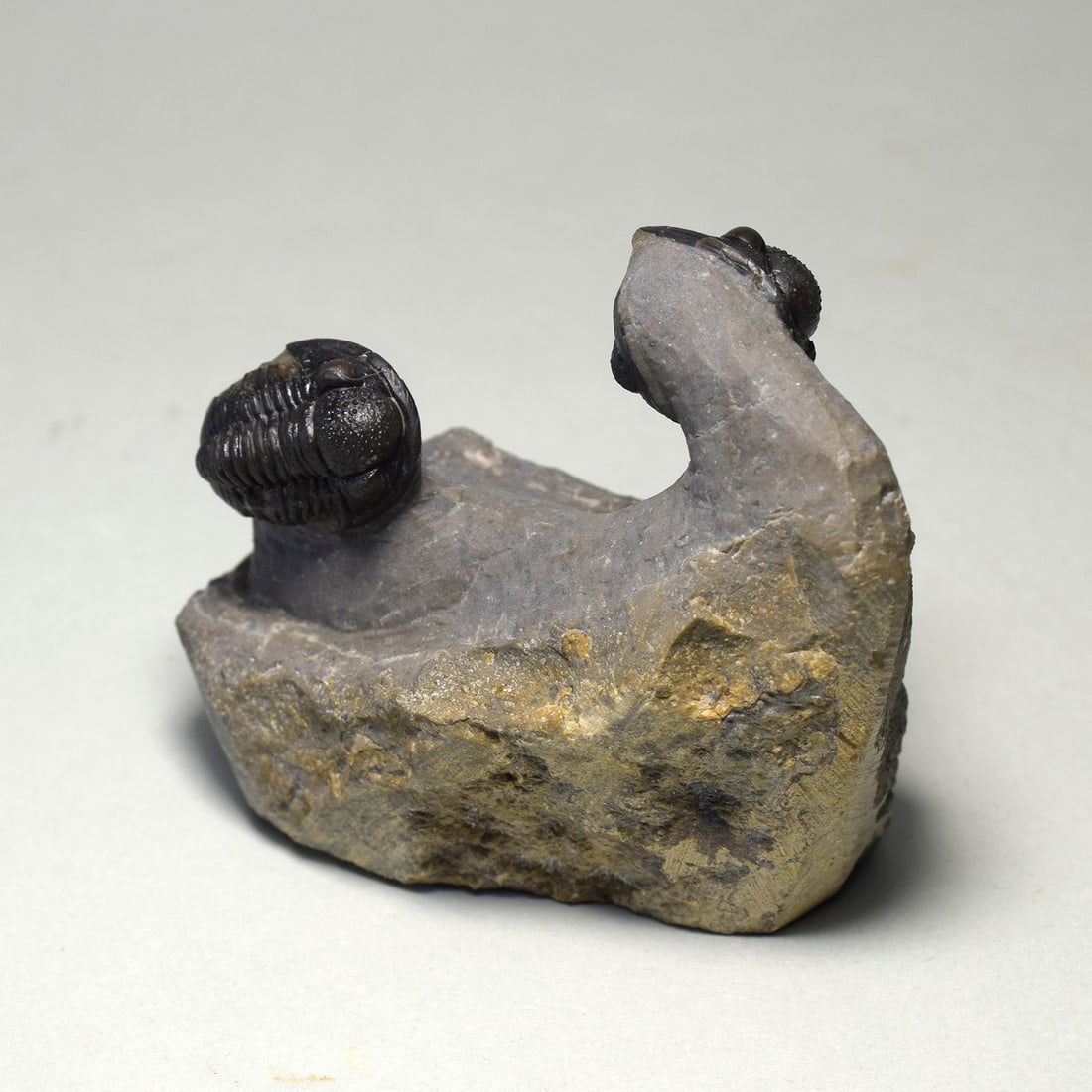 Beautiful trilobite duo of Gerastos sp. - 4