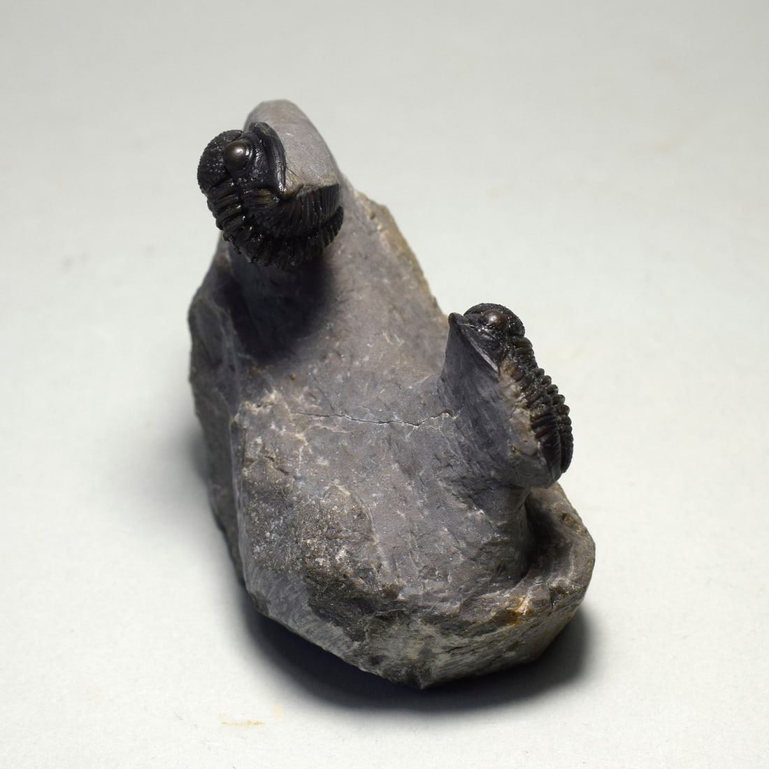 Beautiful trilobite duo of Gerastos sp. - 7