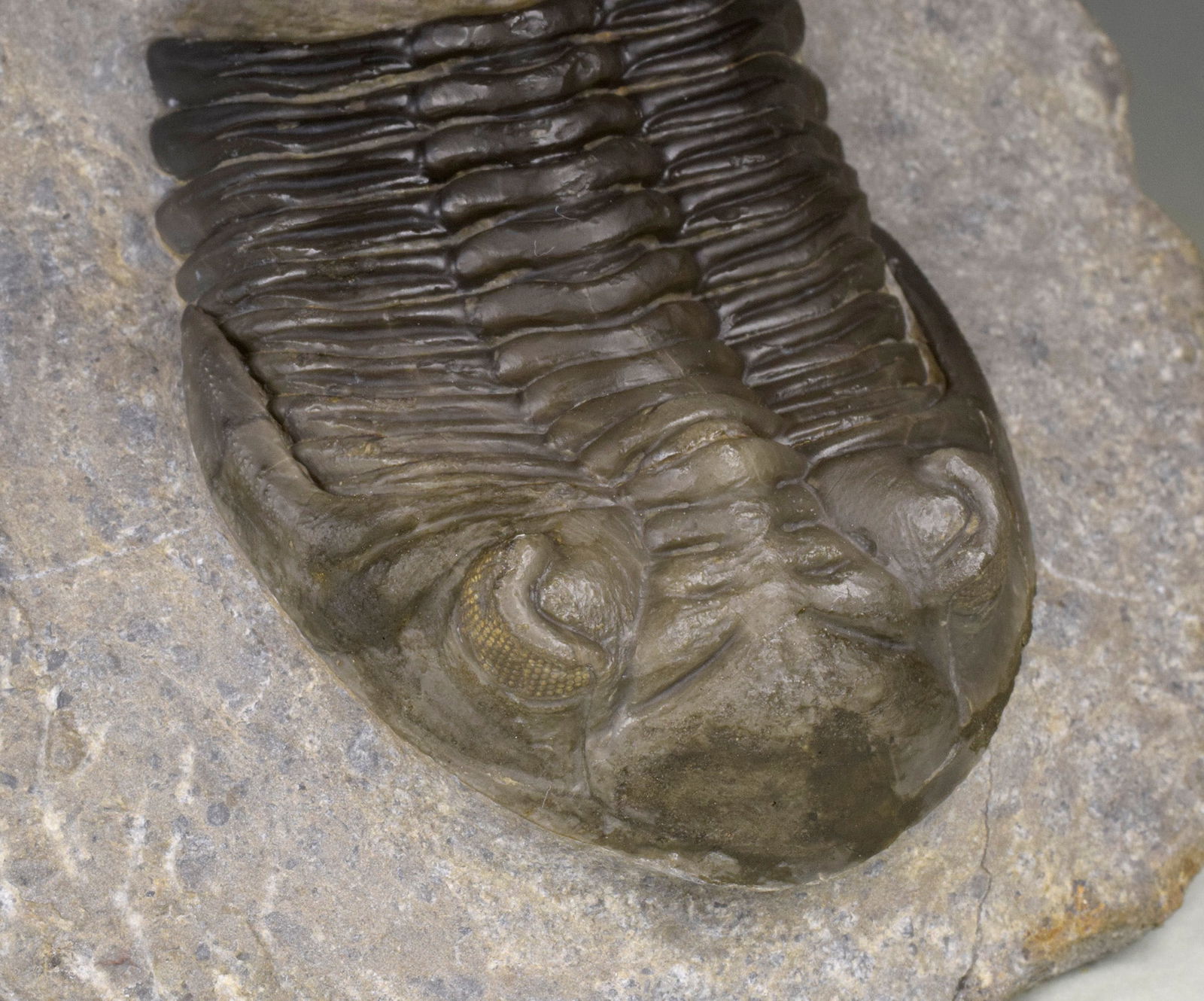 Flying-prepared Cyphaspis with Hollardops and Phacops trilobites - 2