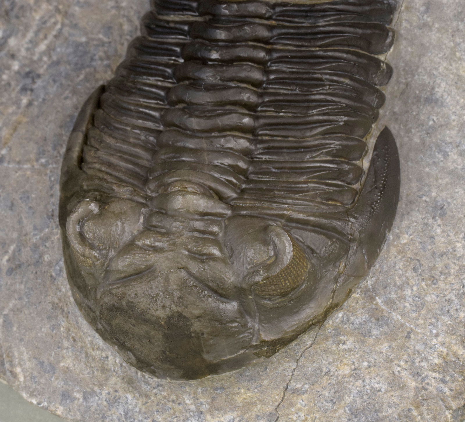 Flying-prepared Cyphaspis with Hollardops and Phacops trilobites - 3