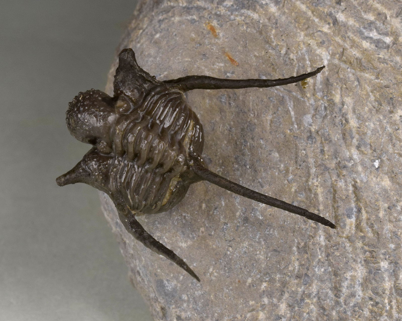 Flying-prepared Cyphaspis with Hollardops and Phacops trilobites - 4