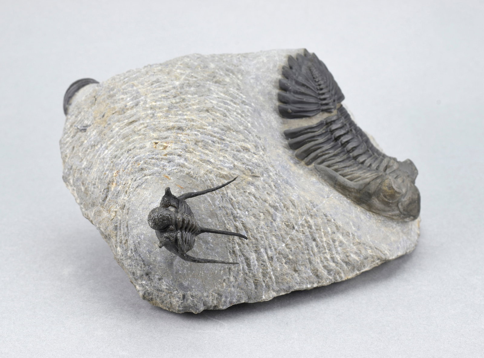 Flying-prepared Cyphaspis with Hollardops and Phacops trilobites - 9