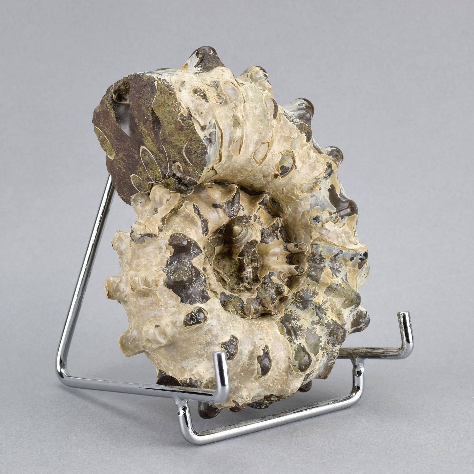 10.5 cm Douvilleiceras inaequinodum with gastropod - 2