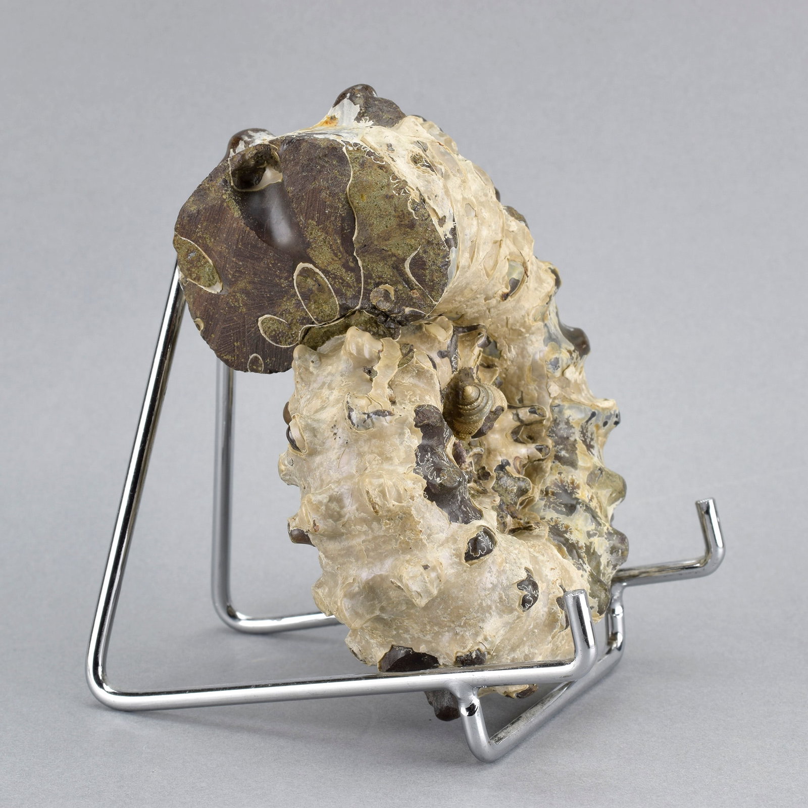 10.5 cm Douvilleiceras inaequinodum with gastropod - 3