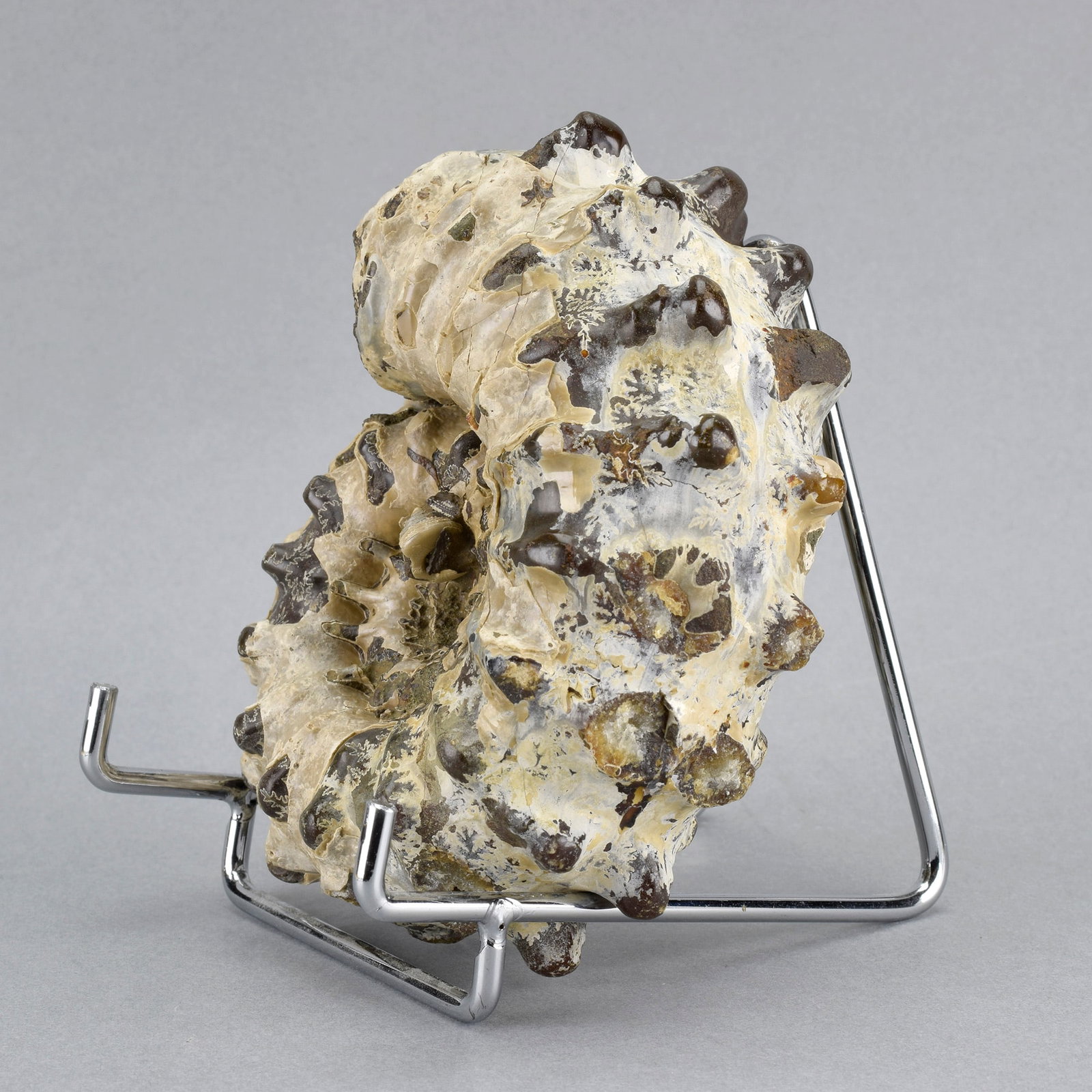 10.5 cm Douvilleiceras inaequinodum with gastropod - 5