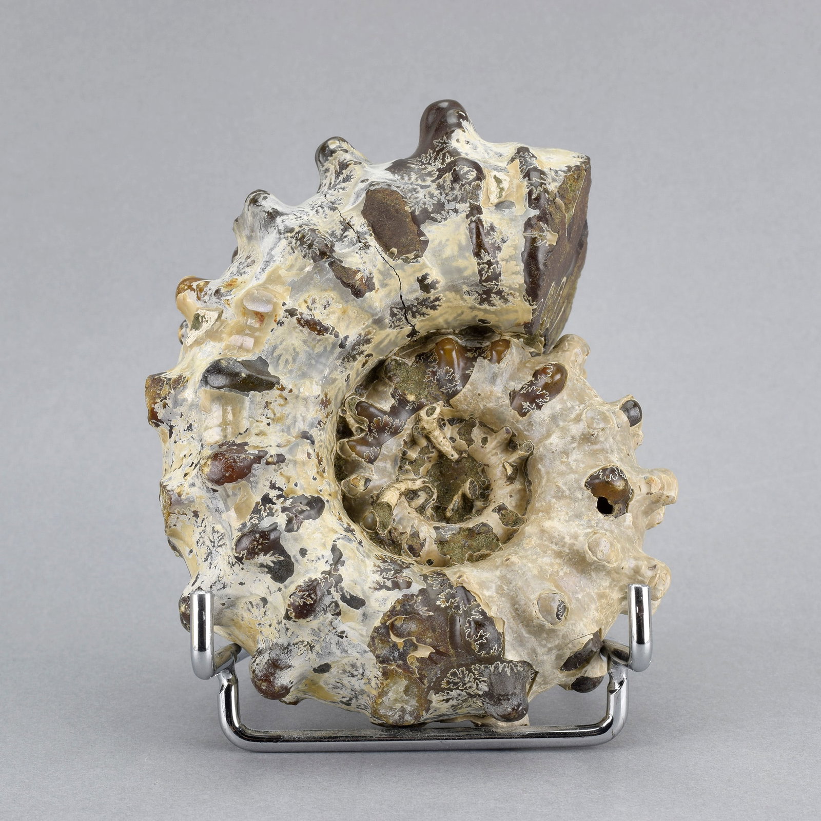 10.5 cm Douvilleiceras inaequinodum with gastropod - 6