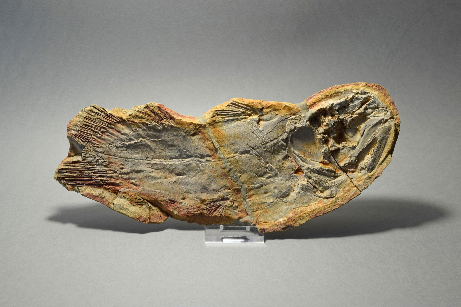 Fine coelacanth fish Whiteia uyenoteruyai - 2