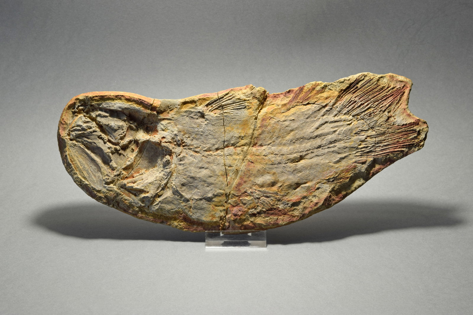 Fine coelacanth fish Whiteia uyenoteruyai - 4