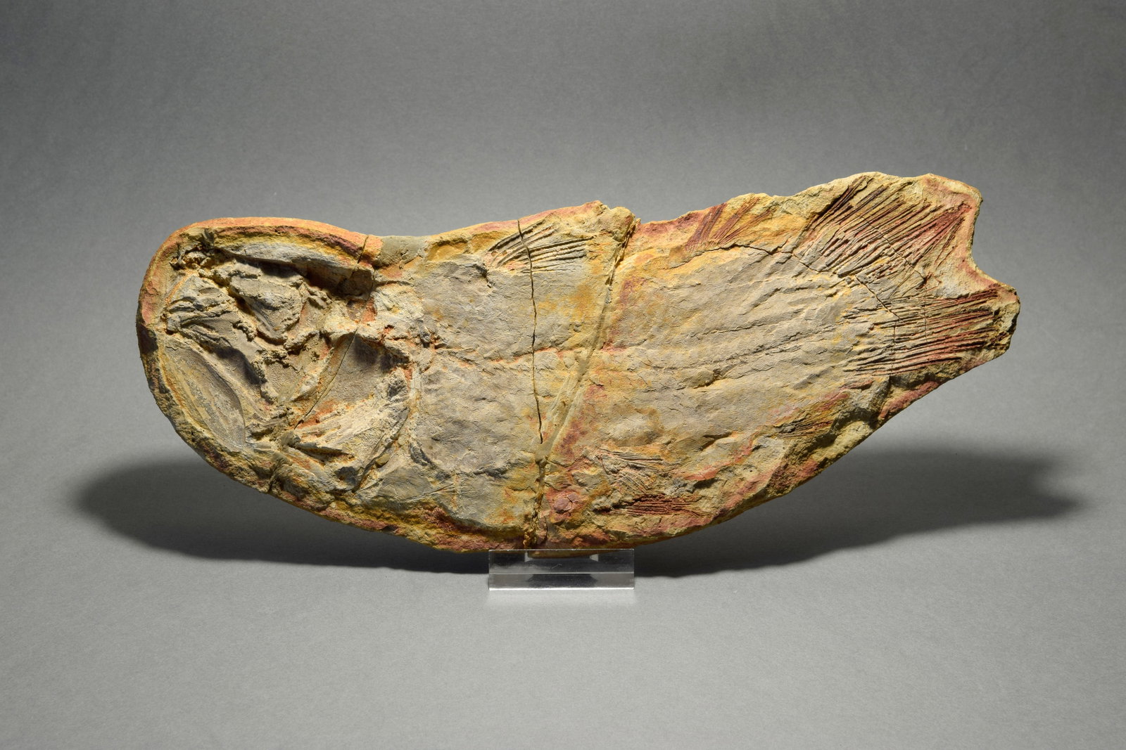 Fine coelacanth fish Whiteia uyenoteruyai - 5