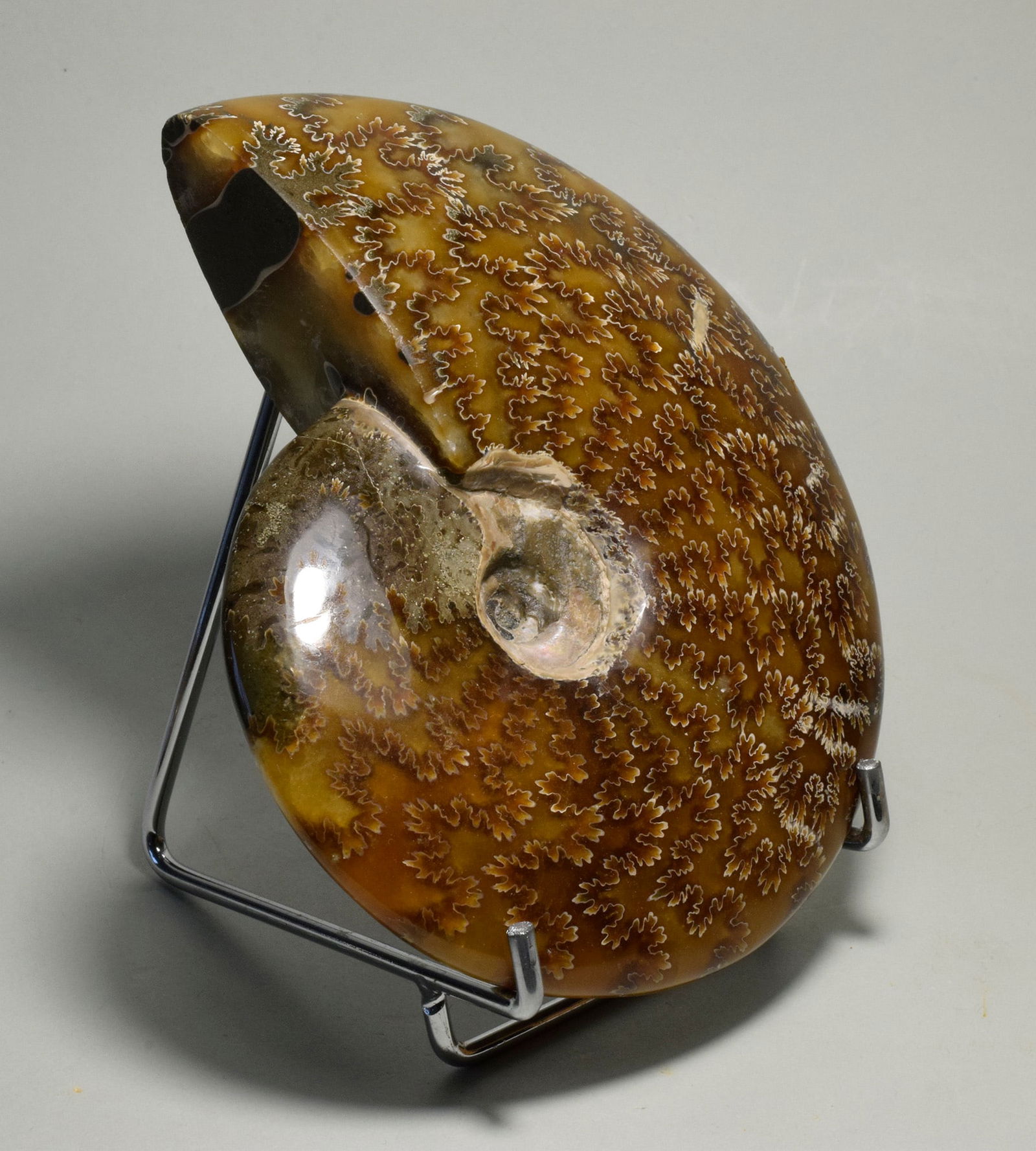 Polished Ammonite with highlighted suture lines - Aioloceras besairiei - 2