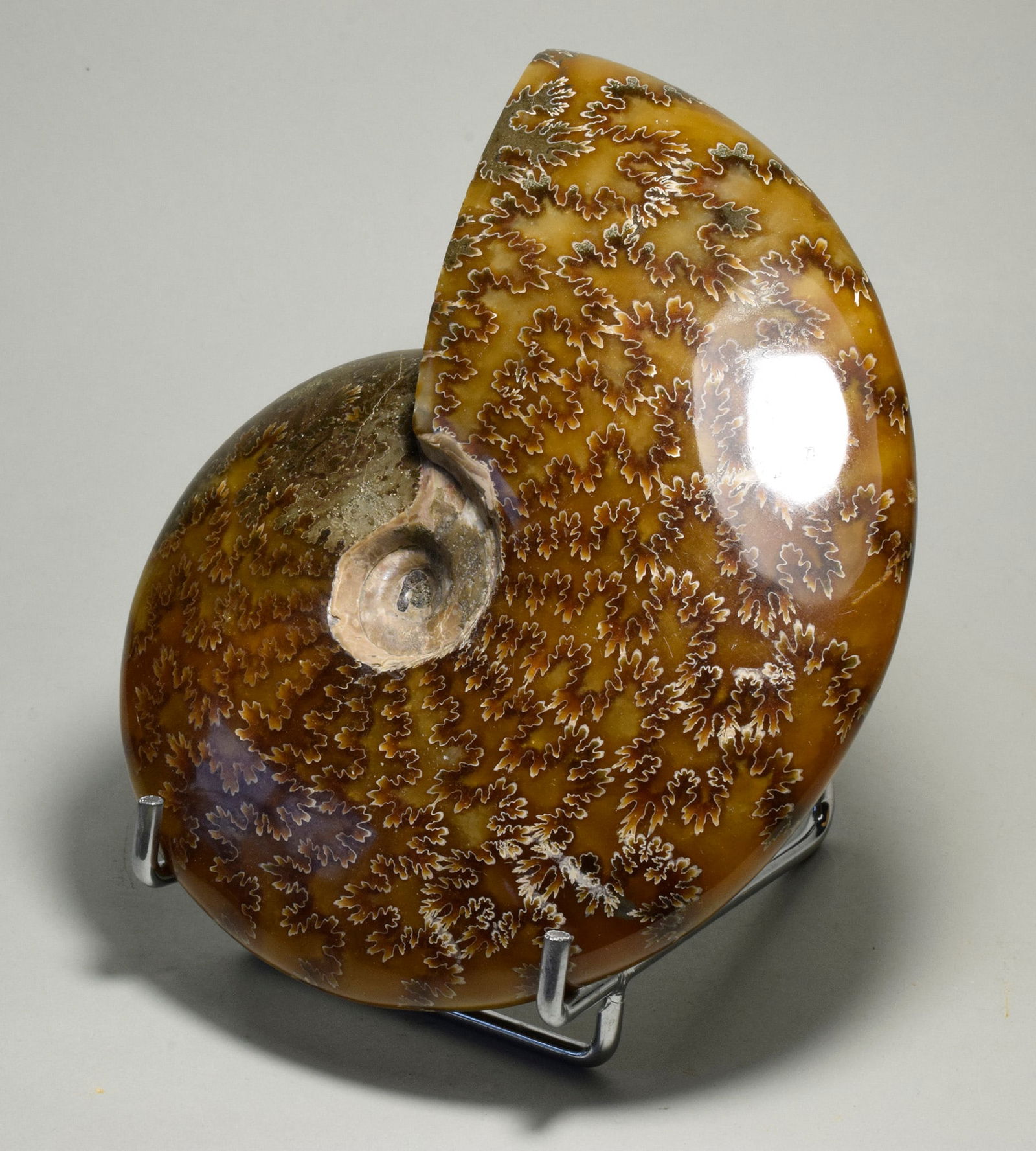 Polished Ammonite with highlighted suture lines - Aioloceras besairiei - 3