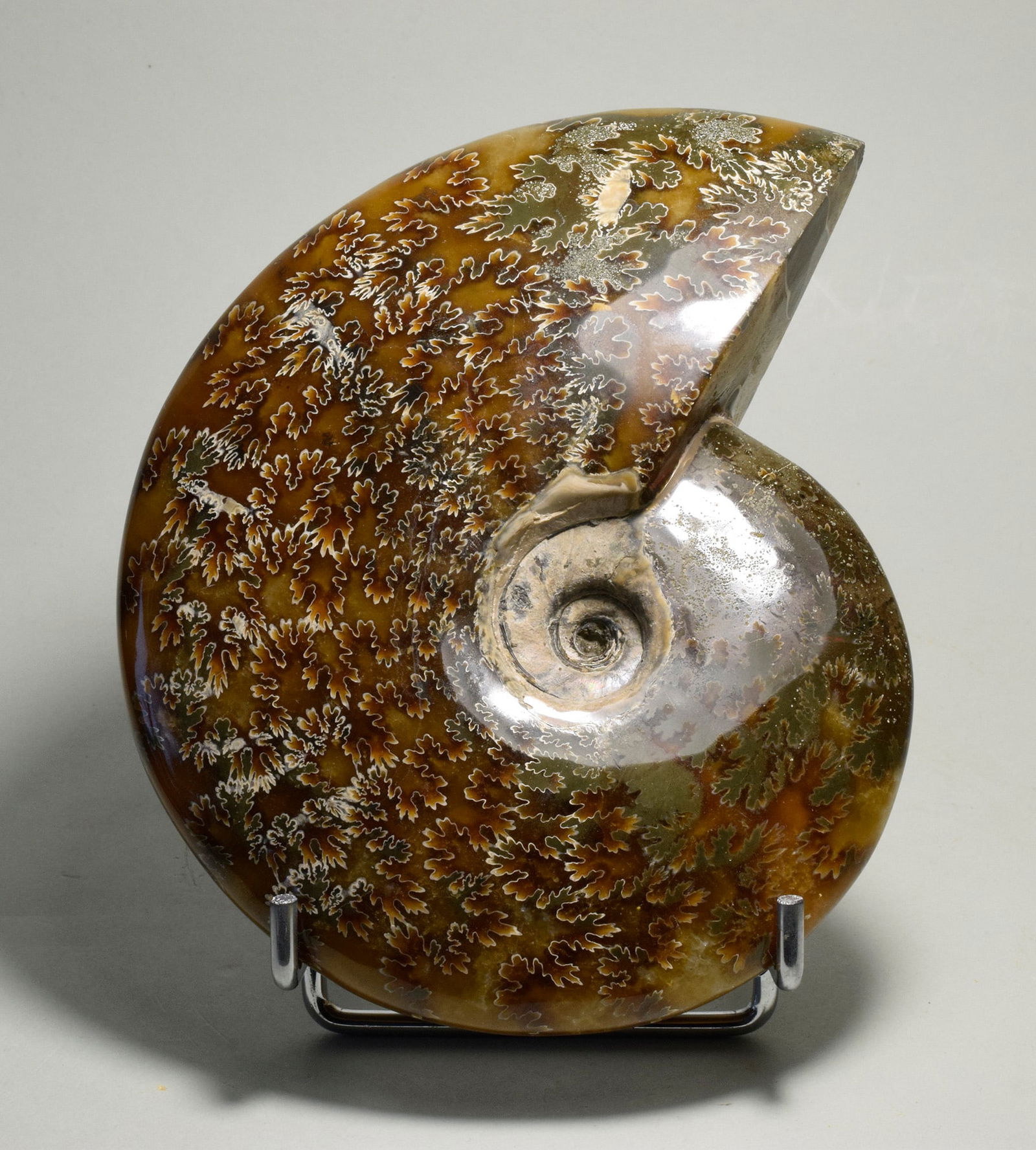 Polished Ammonite with highlighted suture lines - Aioloceras besairiei - 4
