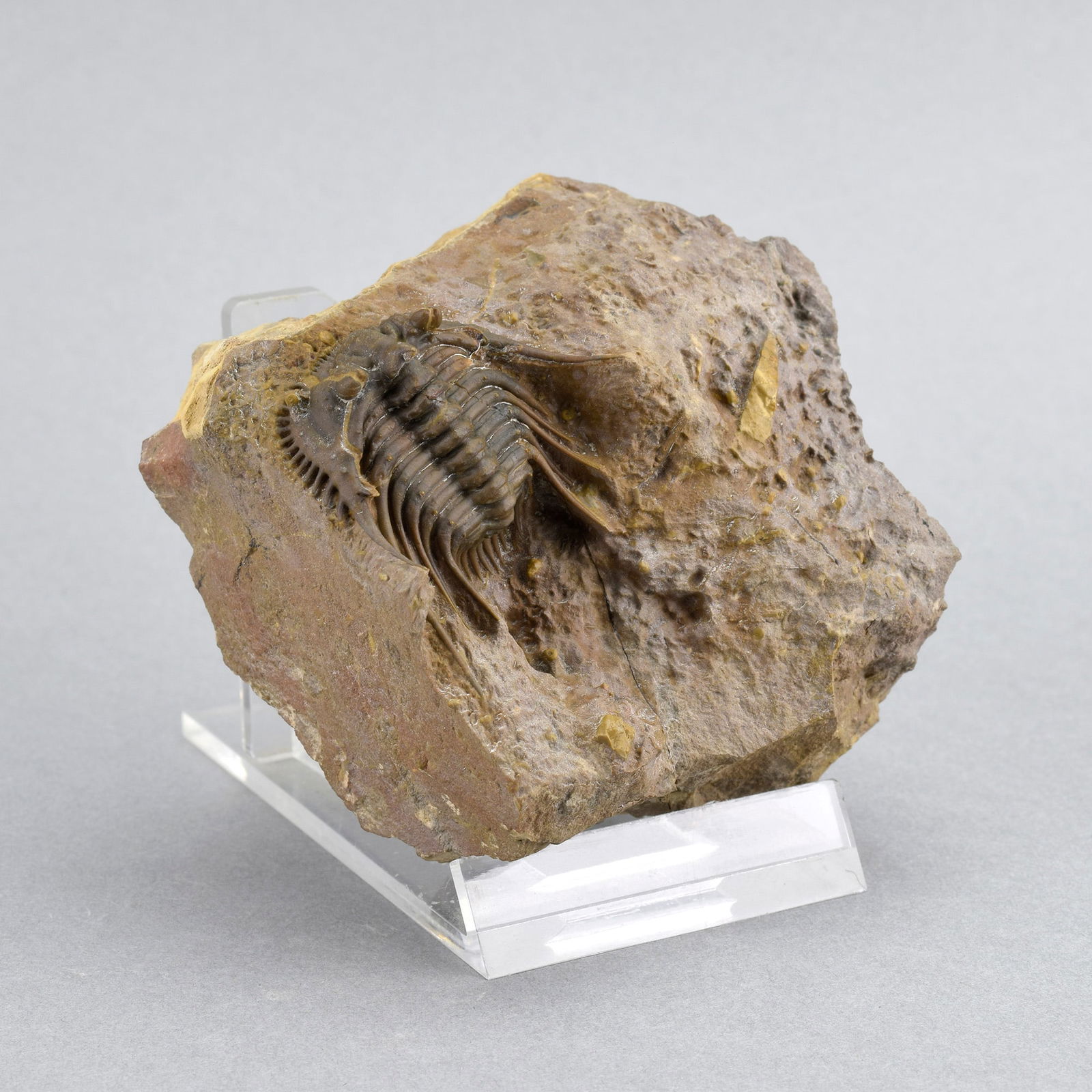 Rare trilobite Kettneraspis dickinsoni - 2
