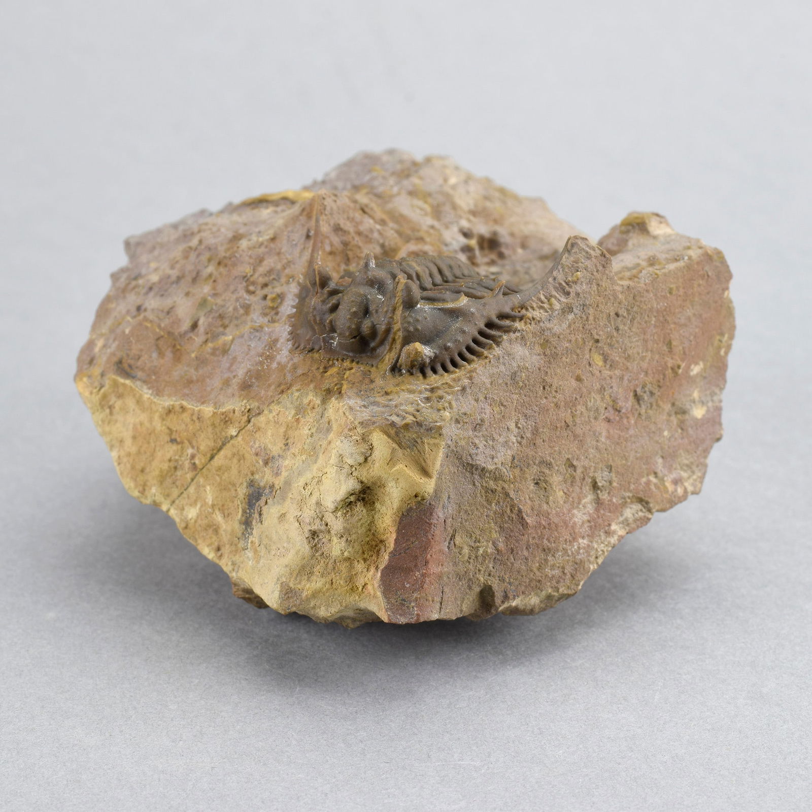 Rare trilobite Kettneraspis dickinsoni - 4