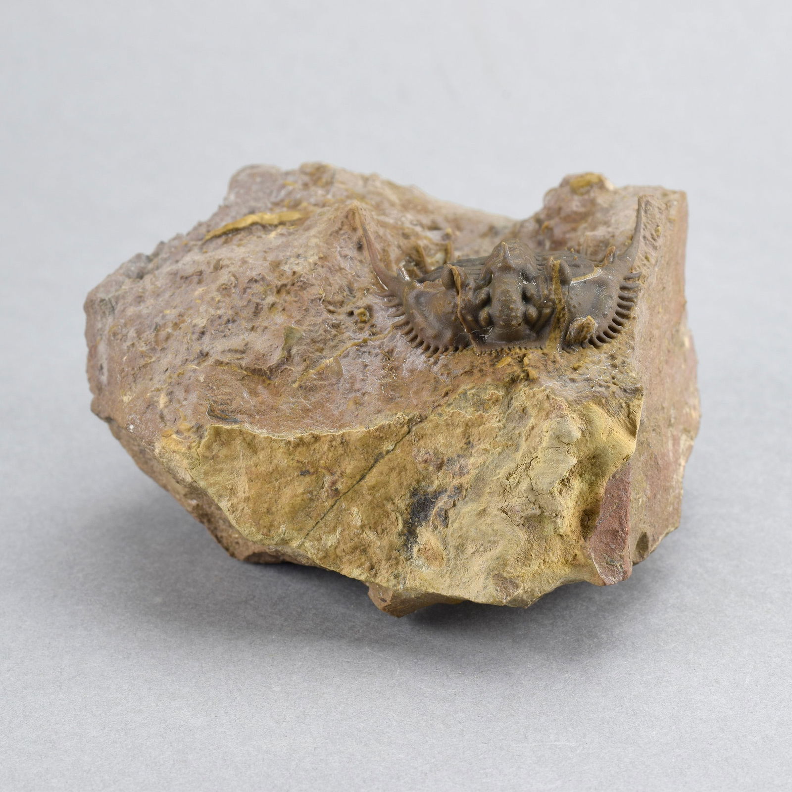 Rare trilobite Kettneraspis dickinsoni - 5
