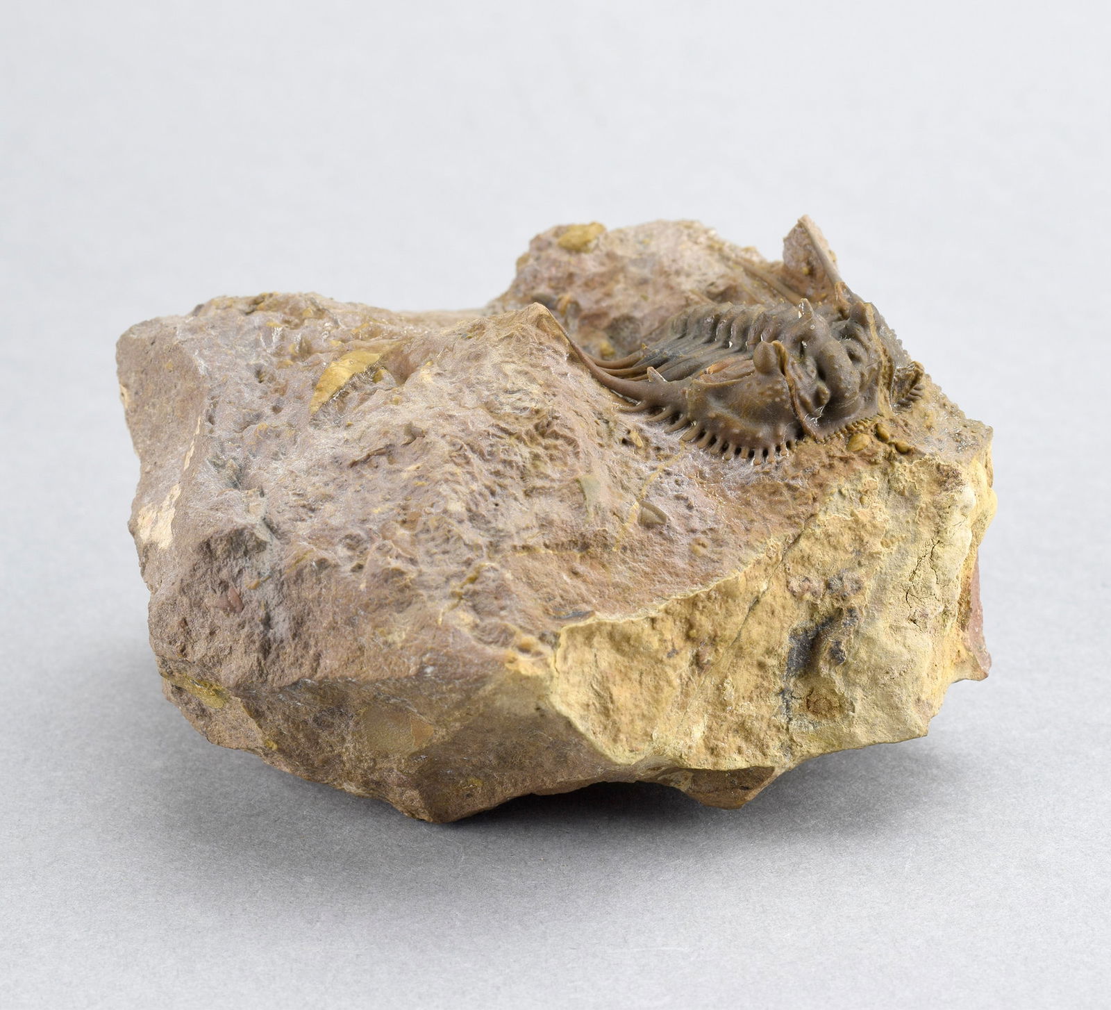 Rare trilobite Kettneraspis dickinsoni - 7