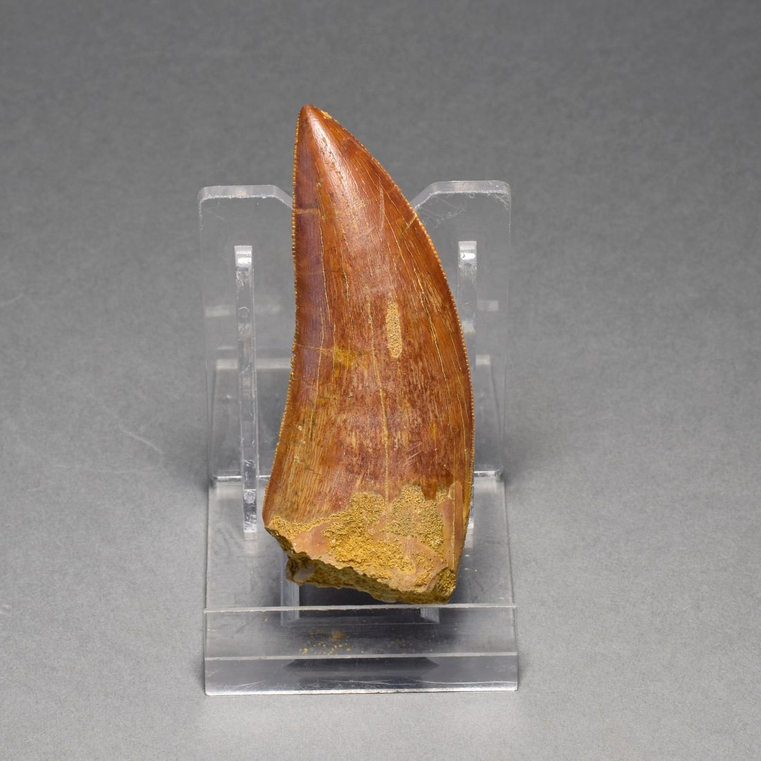 Beautiful 6.5 cm dinosaur tooth - Carcharodontosaurus saharicus - 4