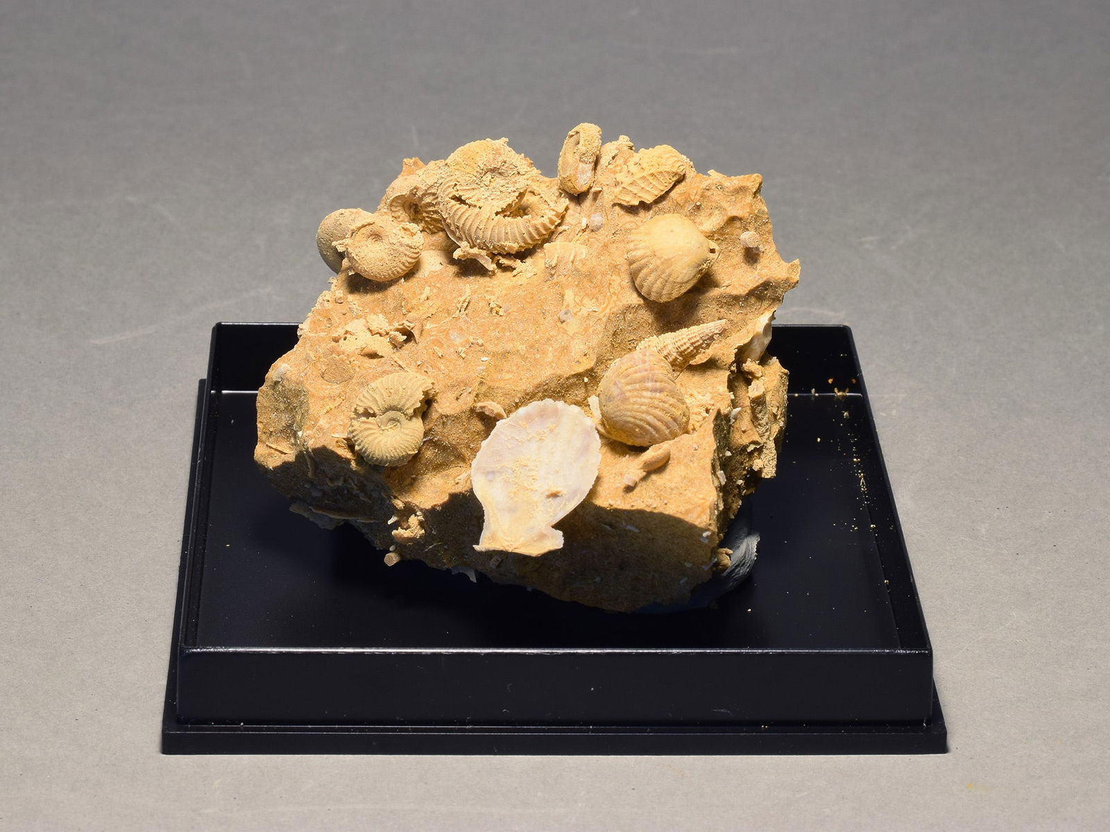 Silicified fossils in natural limestone matrix - 2