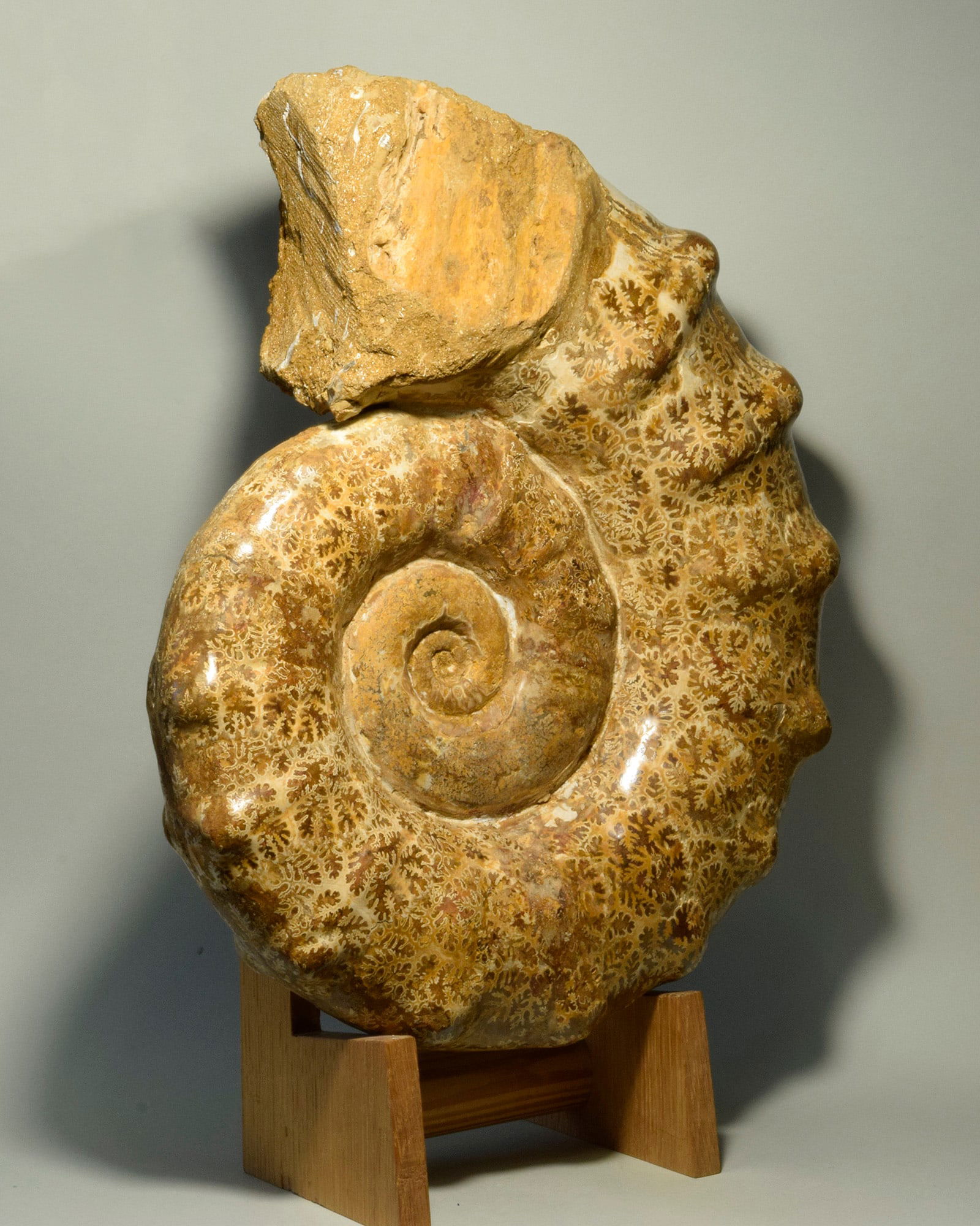 38 cm Ammonite Euaspidoceras with superb suture patterns - 2