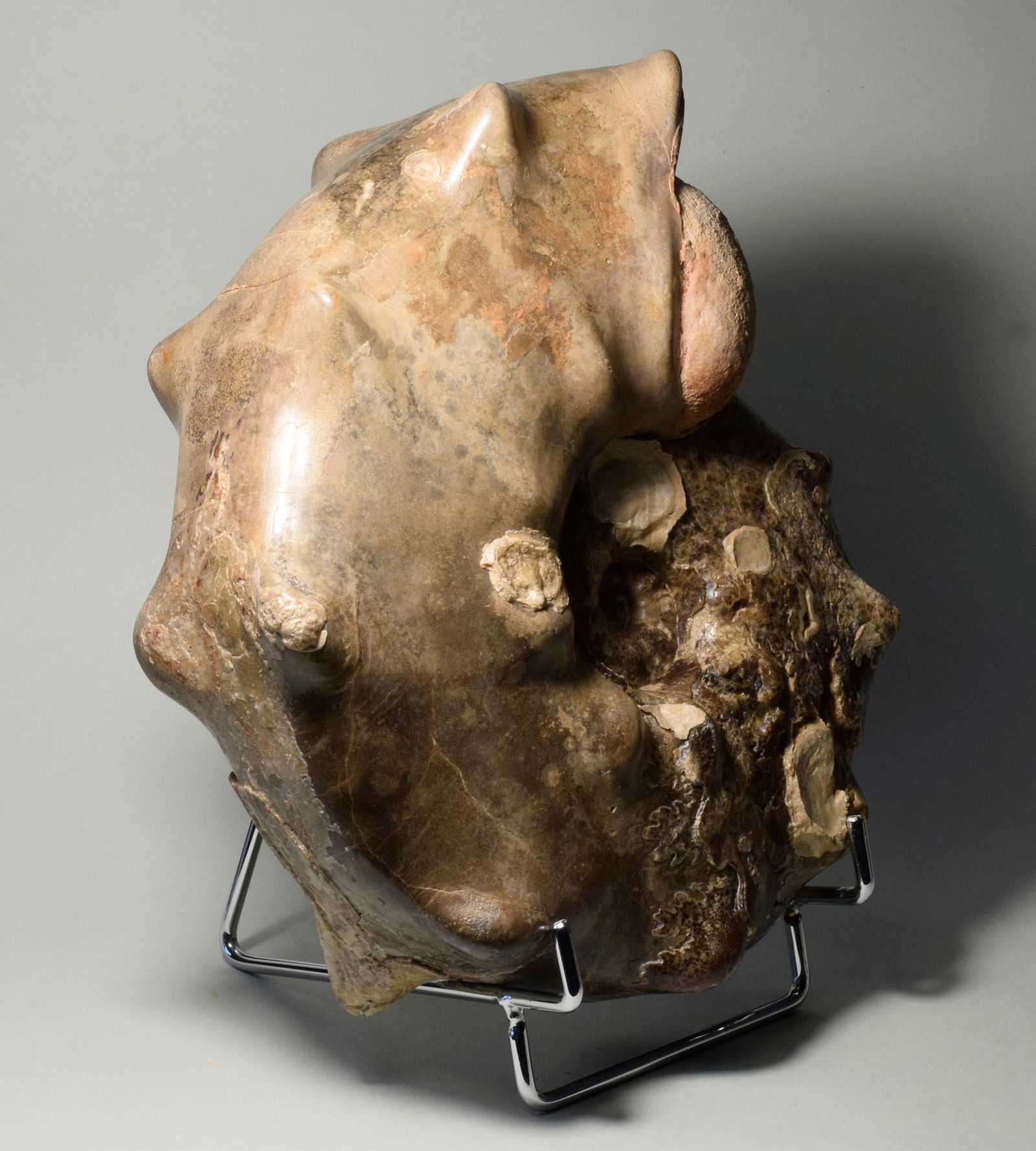 20 cm spiny ammonite Mammites nodosoides - 2