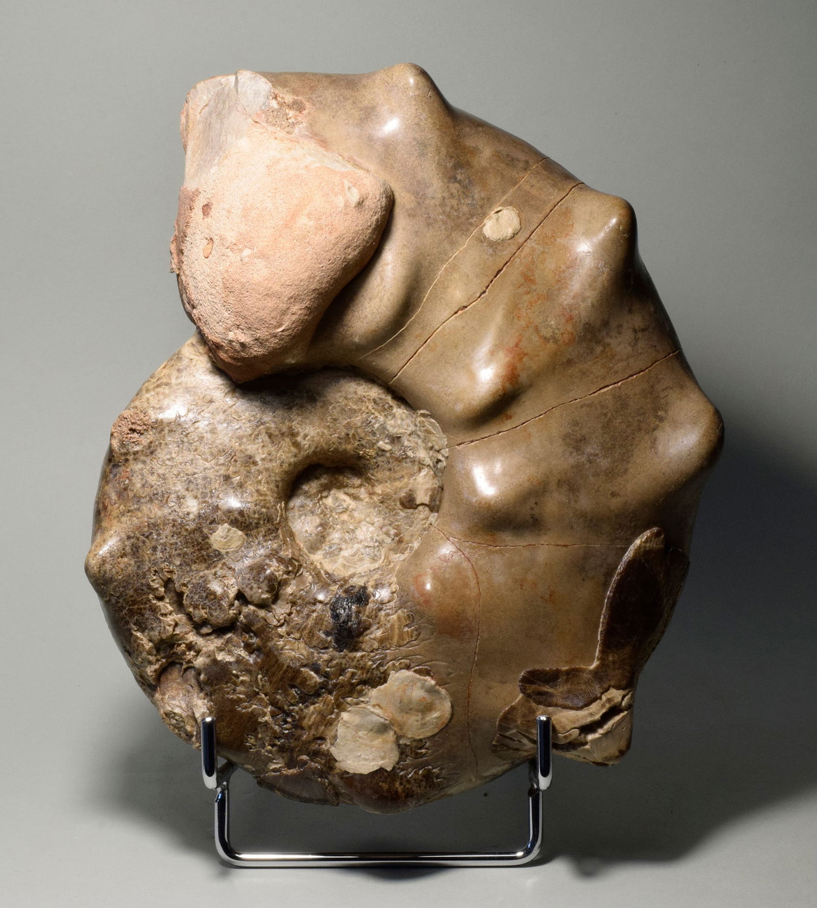 20 cm spiny ammonite Mammites nodosoides - 4