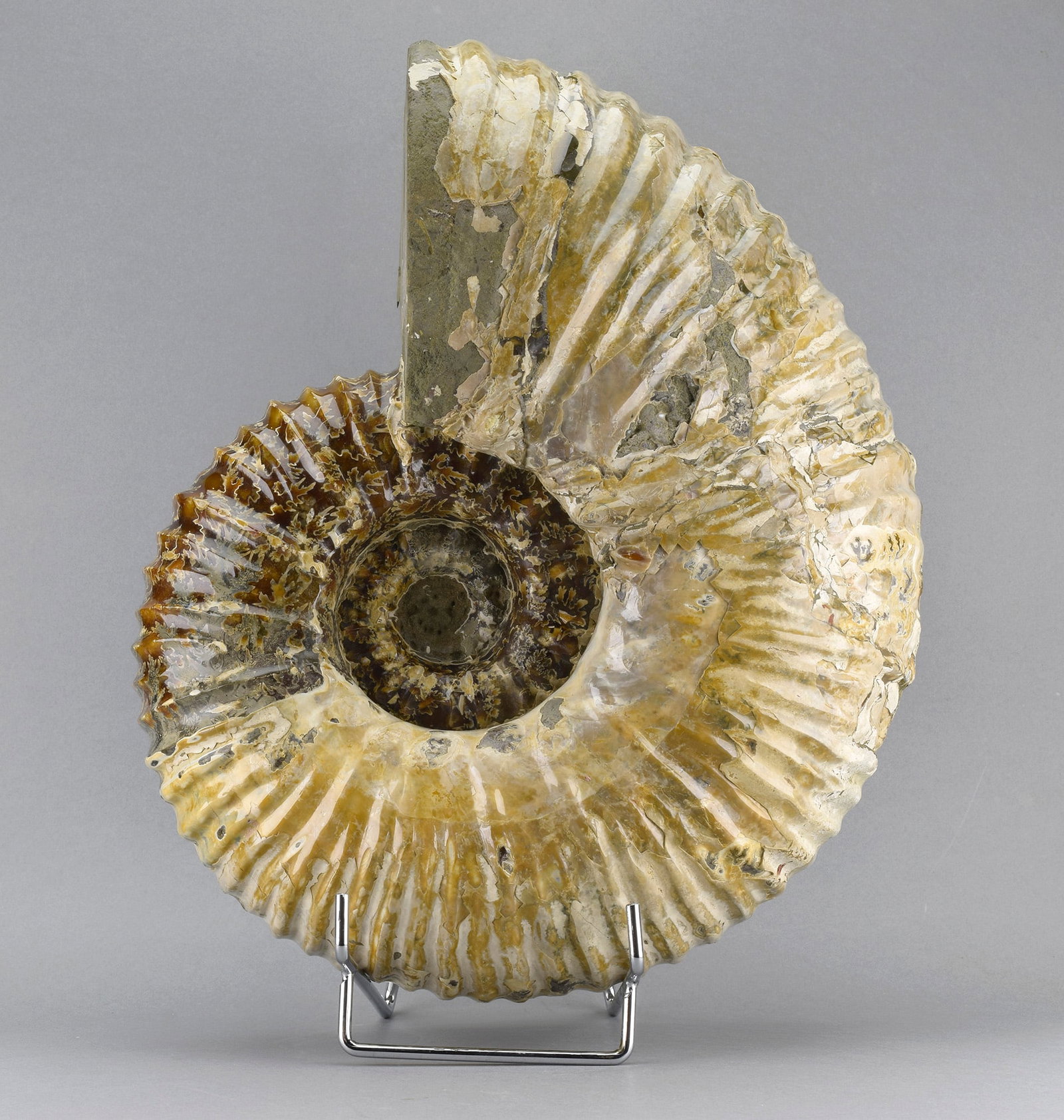 Large polished nacreous Ammonite - Douvilleiceras mammillatum (1 of 6)