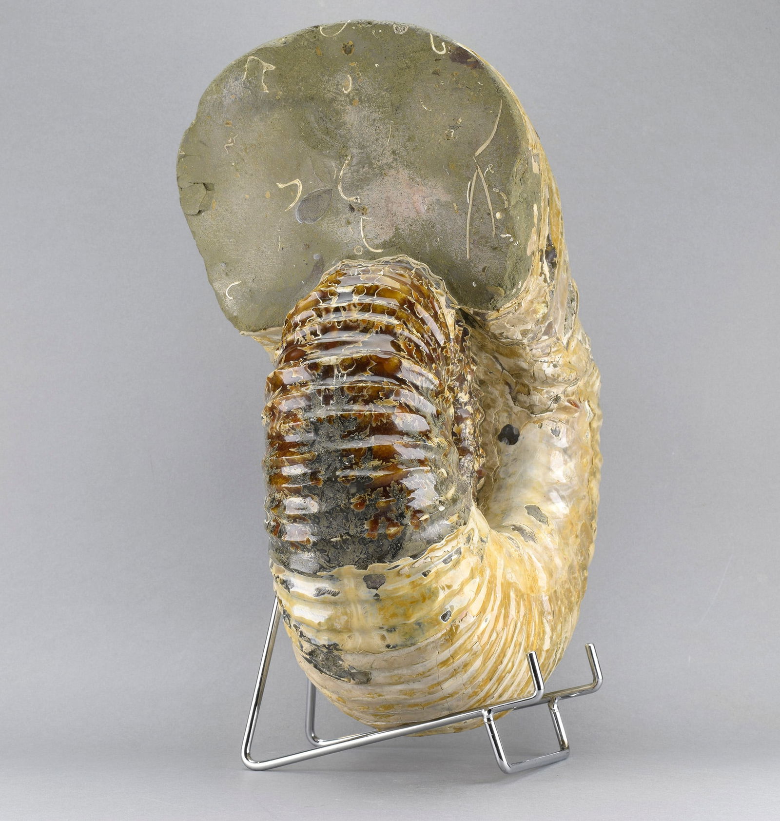 Large polished nacreous Ammonite - Douvilleiceras mammillatum - 3