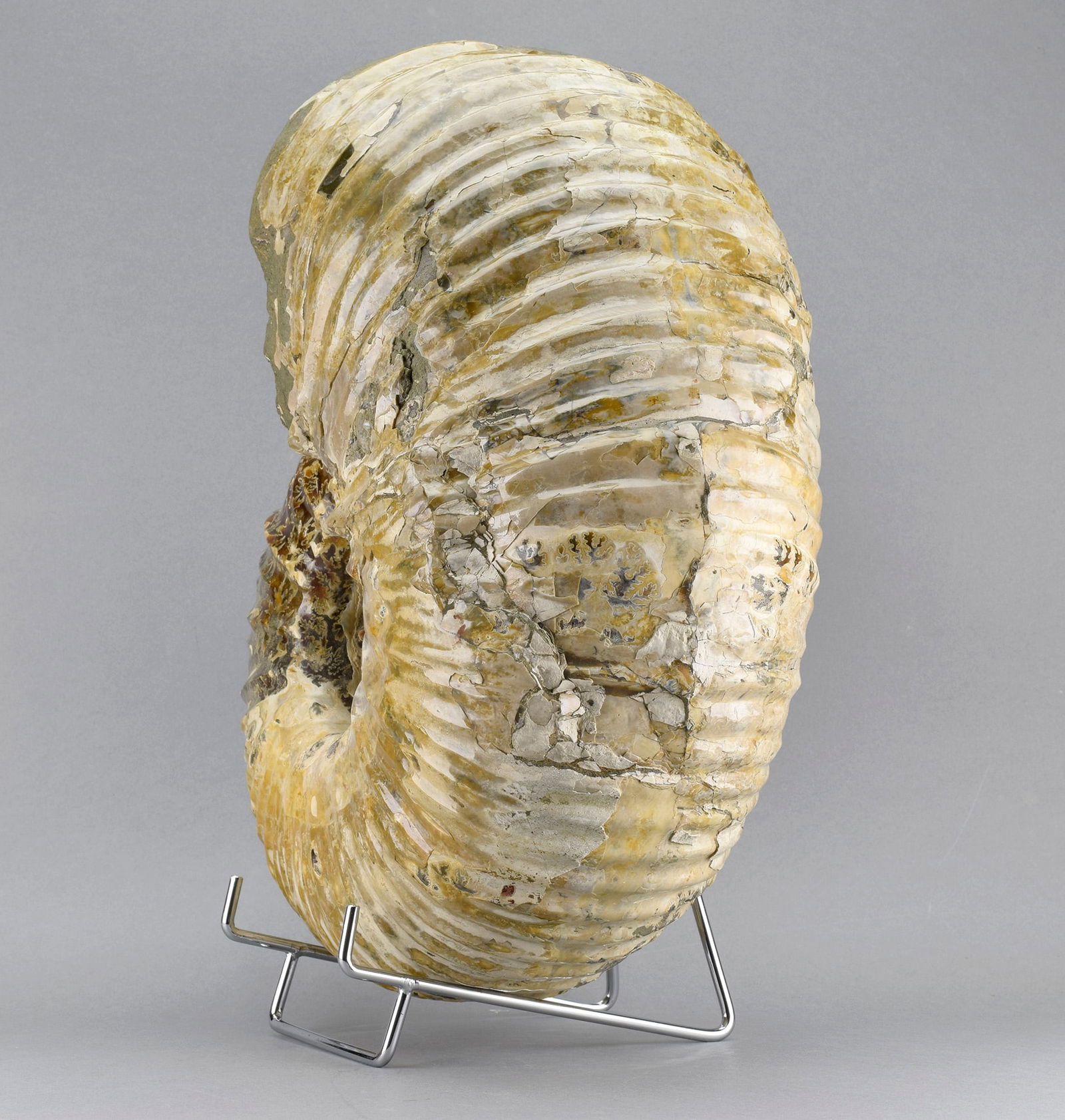 Large polished nacreous Ammonite - Douvilleiceras mammillatum - 5