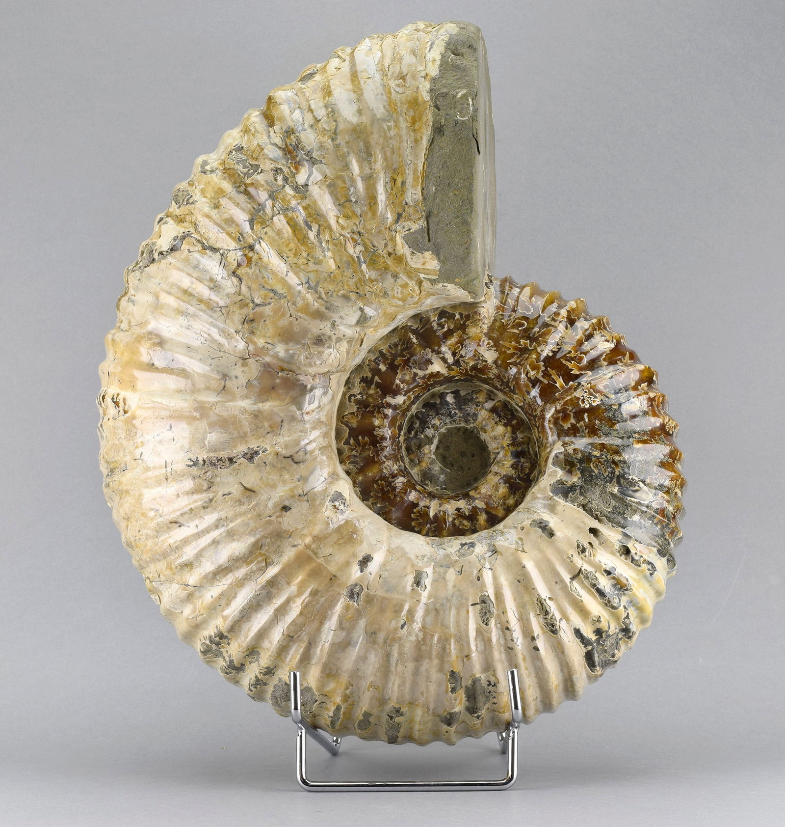 Large polished nacreous Ammonite - Douvilleiceras mammillatum - 6