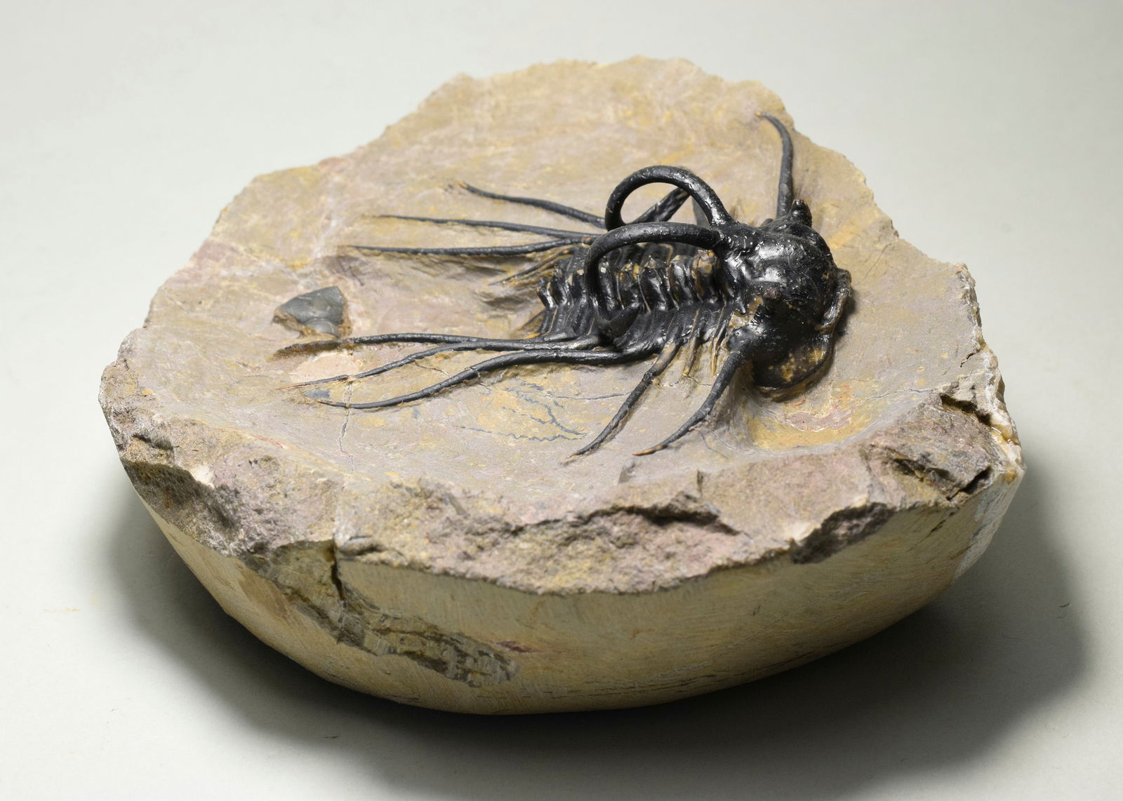 Beautiful spiny trilobite - Dicranurus monstrosus - 5