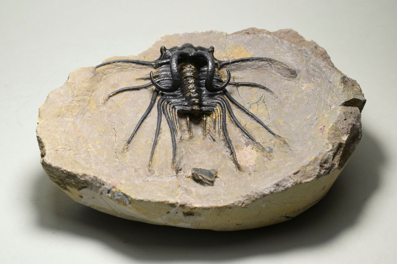 Beautiful spiny trilobite - Dicranurus monstrosus - 7