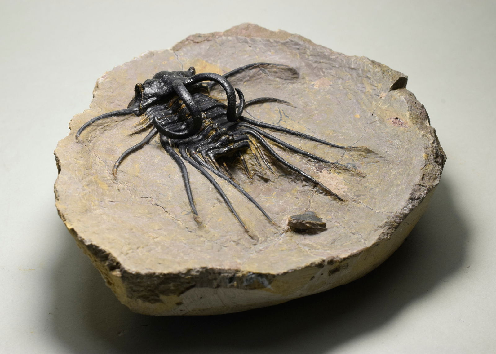 Beautiful spiny trilobite - Dicranurus monstrosus - 8