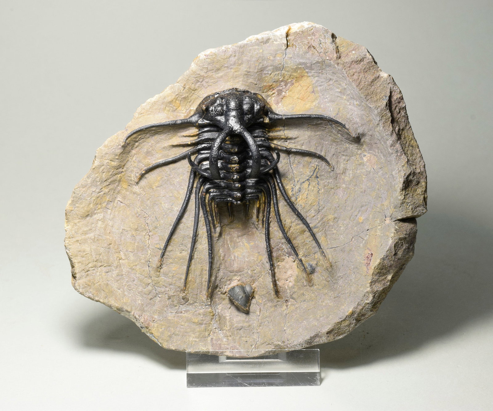 Beautiful spiny trilobite - Dicranurus monstrosus - 9