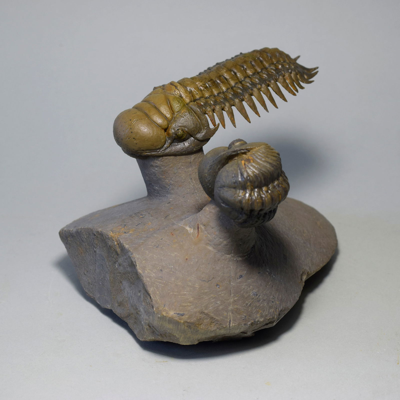 Gorgeous trilobite combo - "flying" Crotalocephalina gr. gibbus and Phacopid - 10