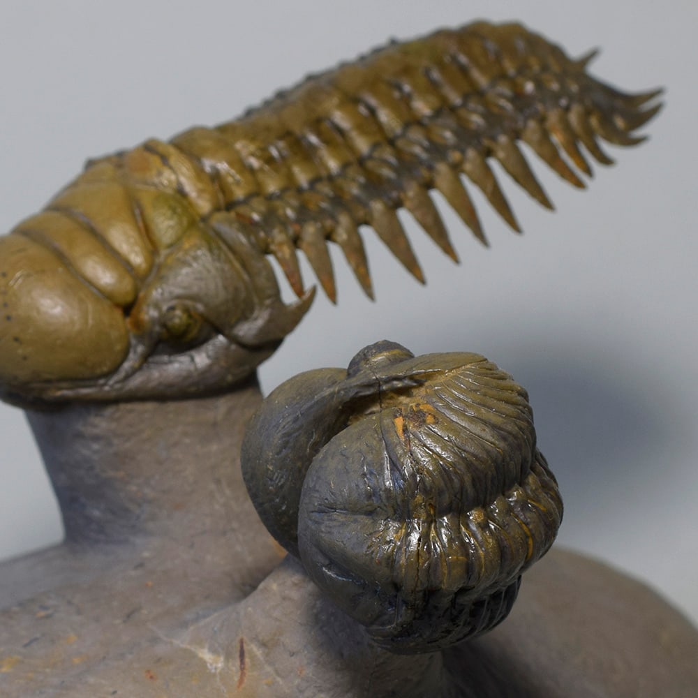 Gorgeous trilobite combo - "flying" Crotalocephalina gr. gibbus and Phacopid - 11