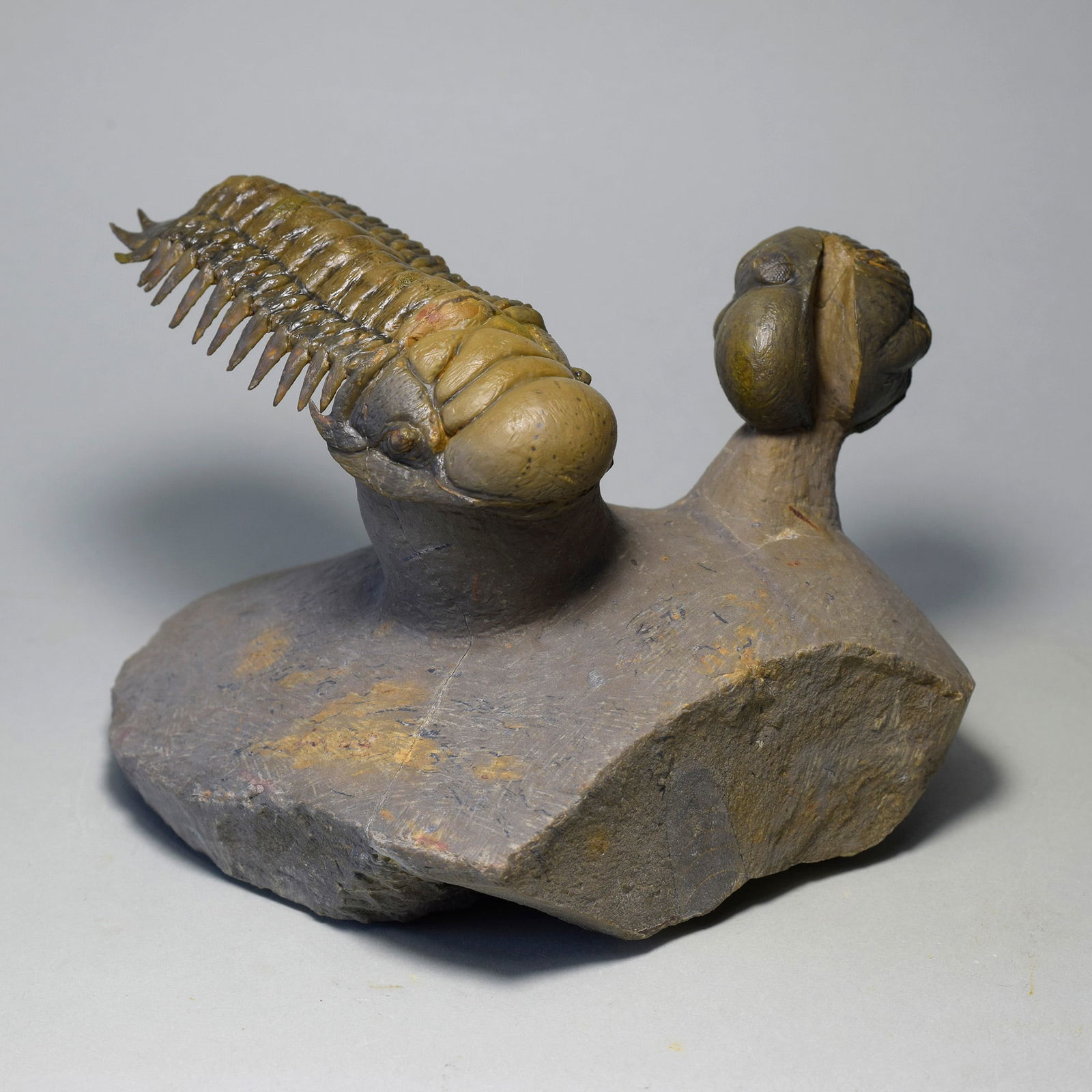 Gorgeous trilobite combo - "flying" Crotalocephalina gr. gibbus and Phacopid - 2