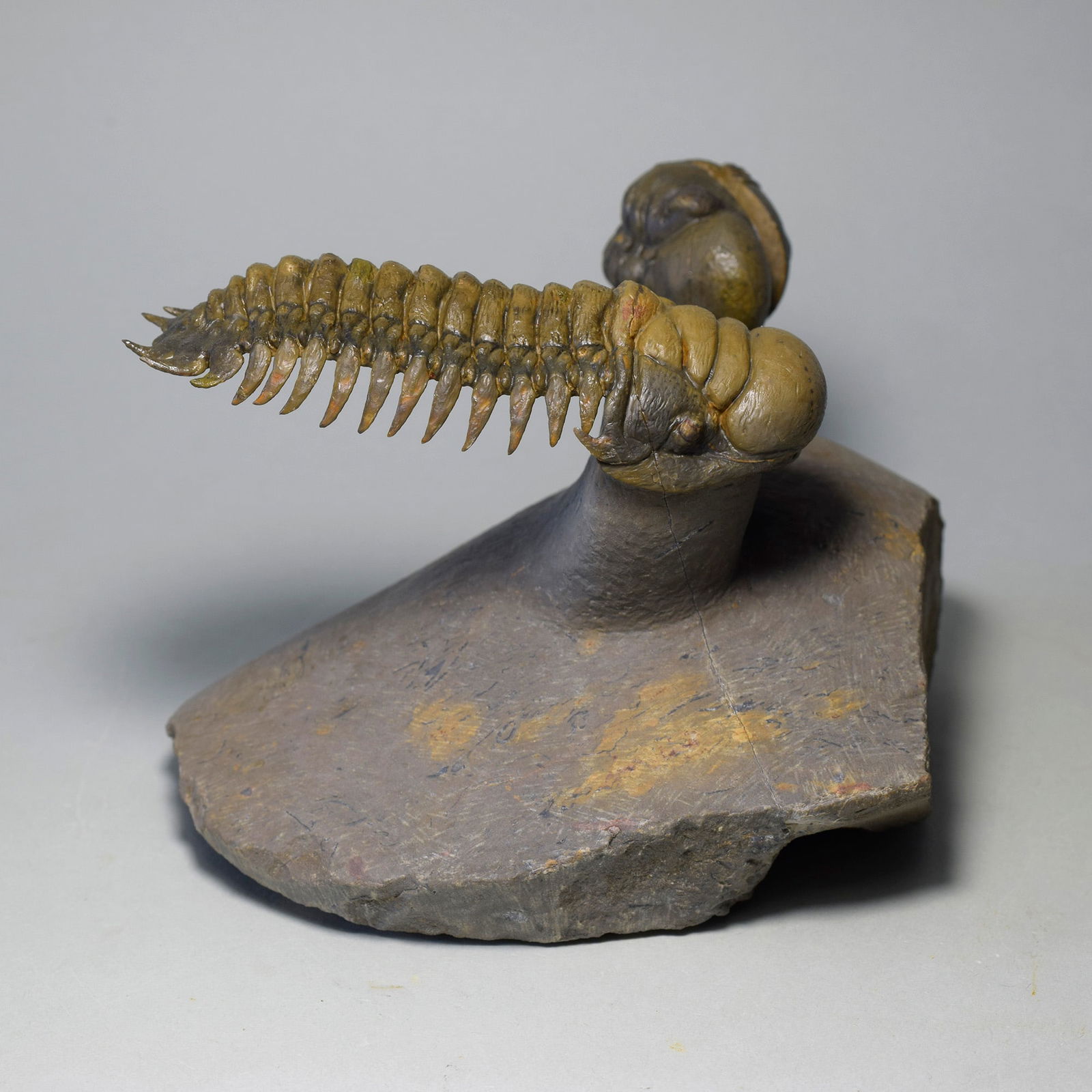 Gorgeous trilobite combo - "flying" Crotalocephalina gr. gibbus and Phacopid - 3