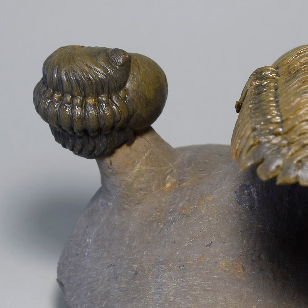 Gorgeous trilobite combo - "flying" Crotalocephalina gr. gibbus and Phacopid - 6