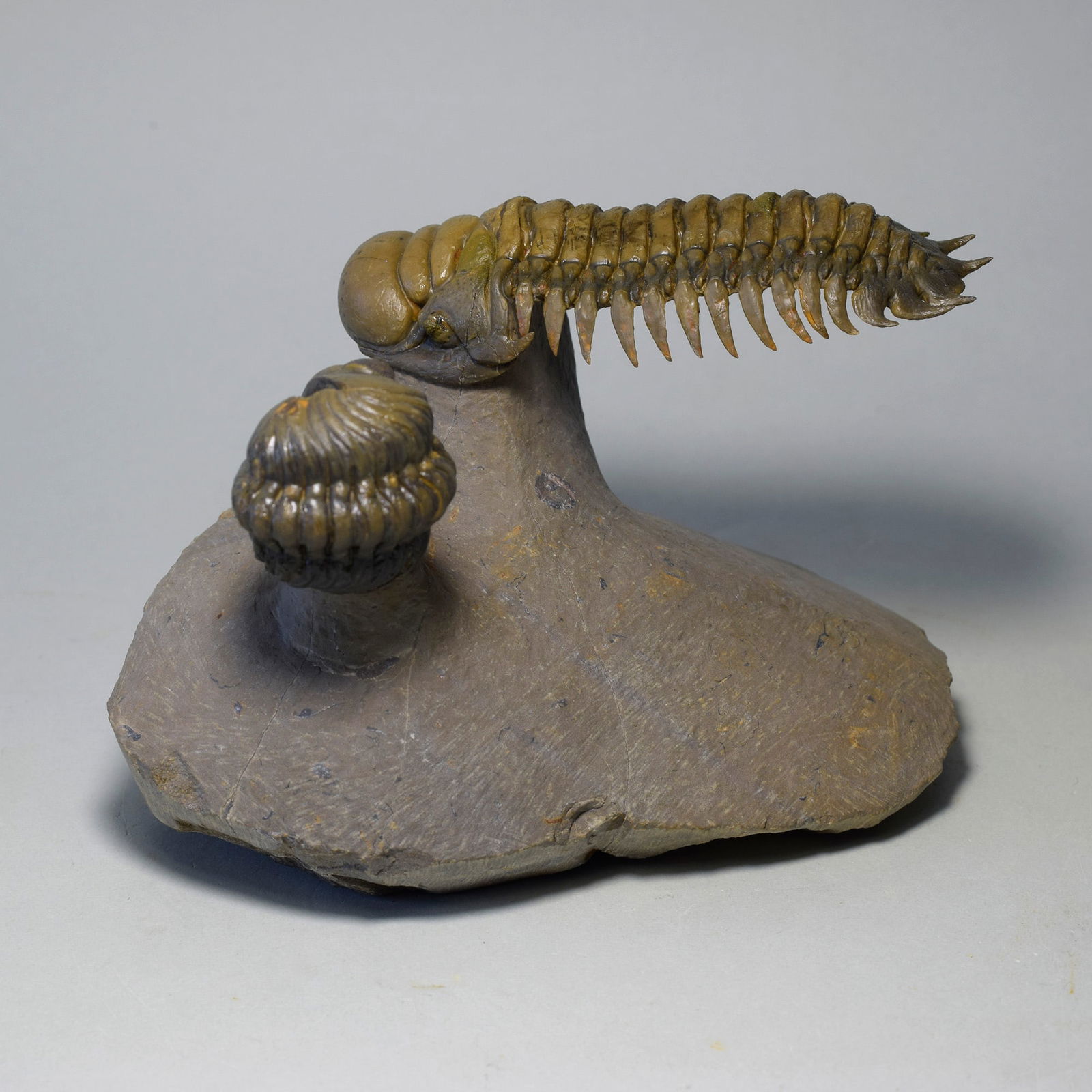 Gorgeous trilobite combo - "flying" Crotalocephalina gr. gibbus and Phacopid - 8