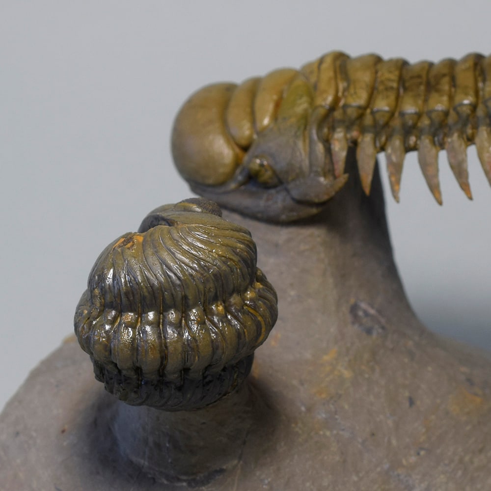 Gorgeous trilobite combo - "flying" Crotalocephalina gr. gibbus and Phacopid - 9