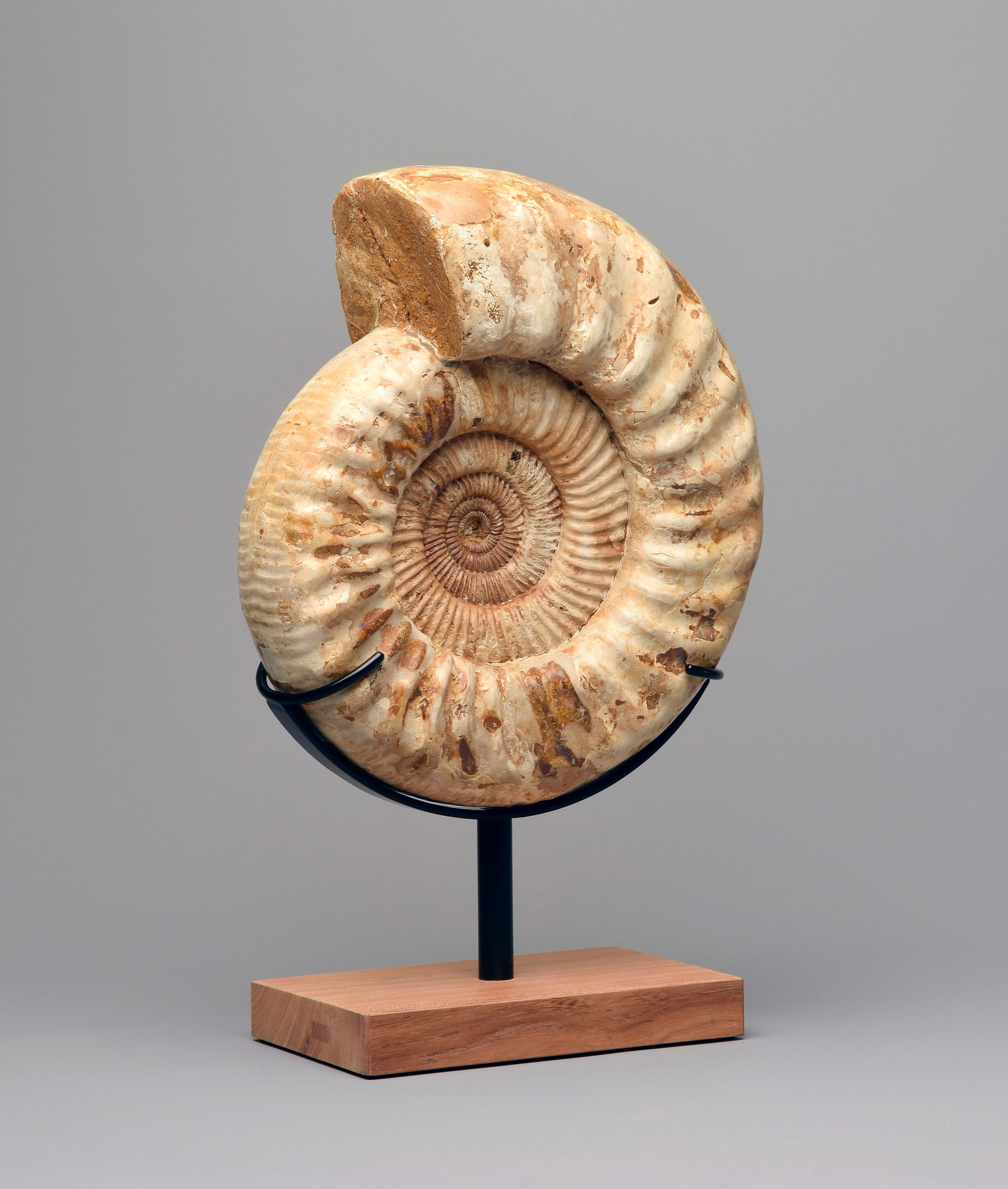 29 cm Ammonite Kranaosphinctes sp. - 2
